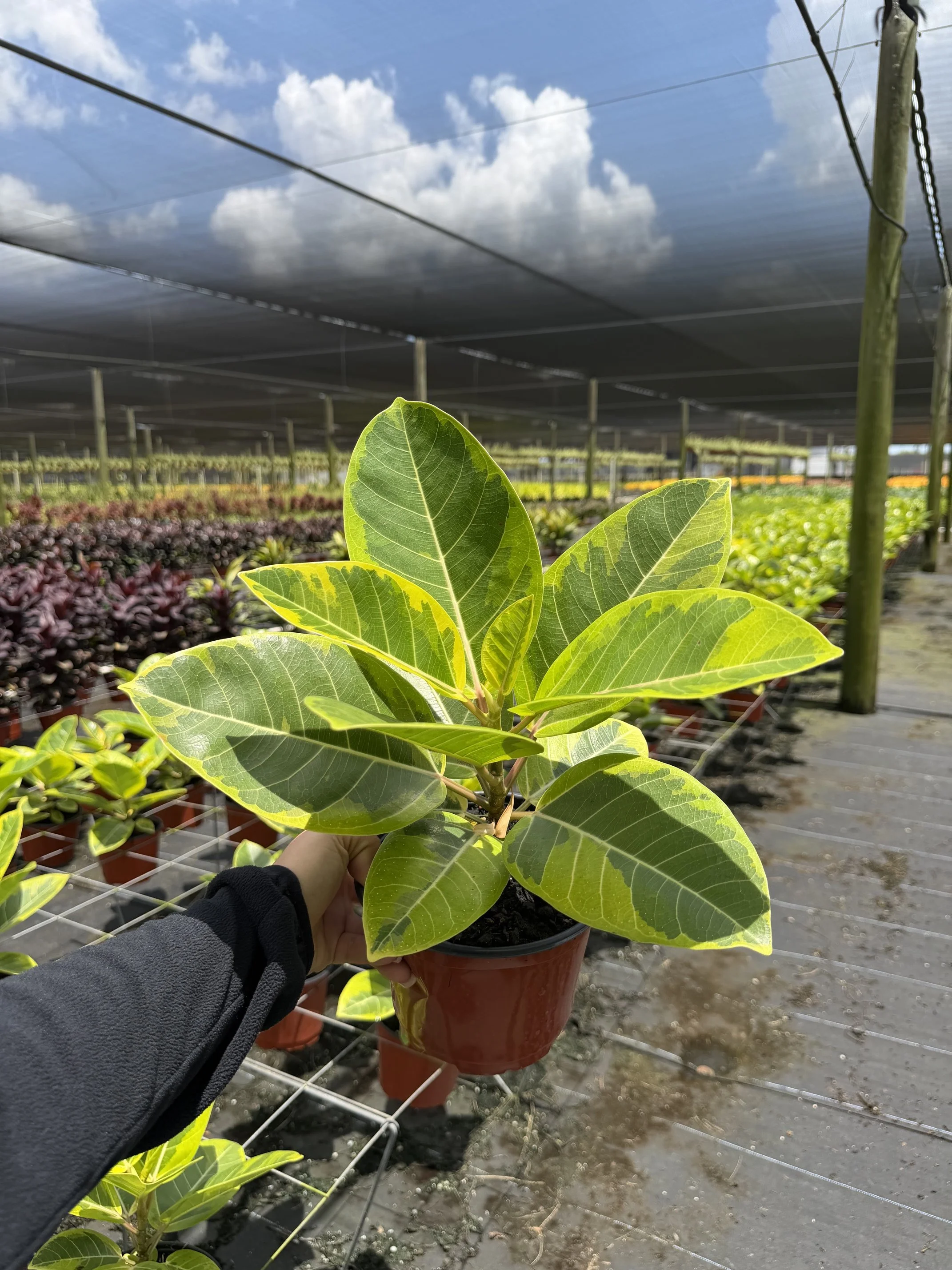 6" Ficus Altisima
