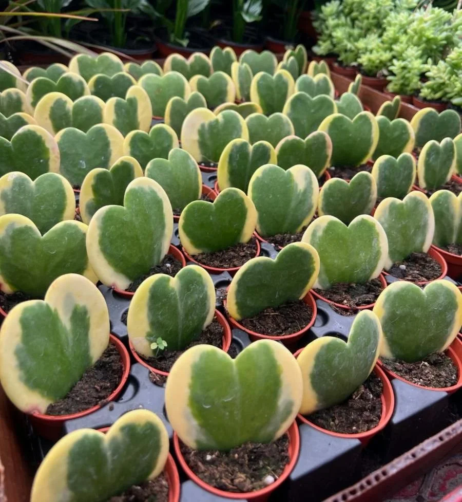 2" Hoya Kerri Variegated