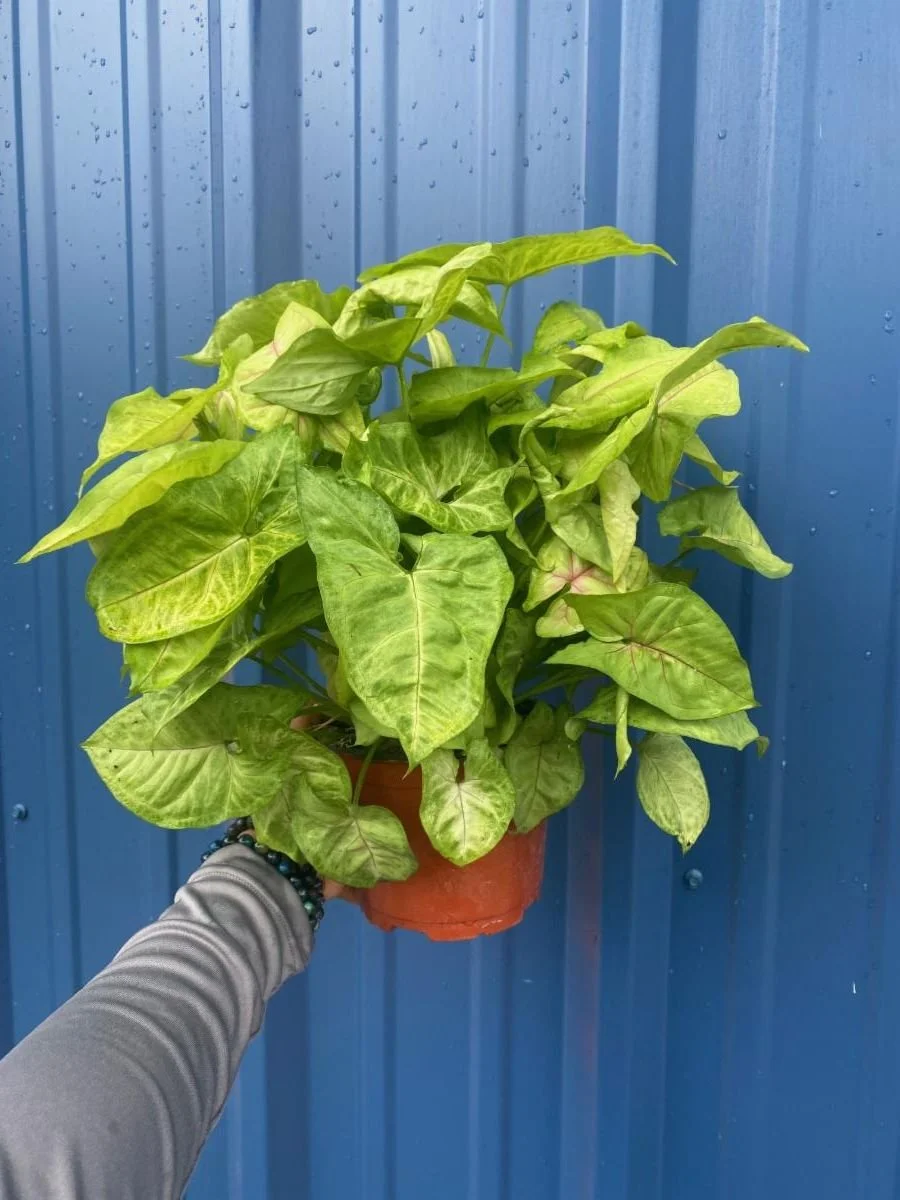 6" Syngonium Gold Allusion
