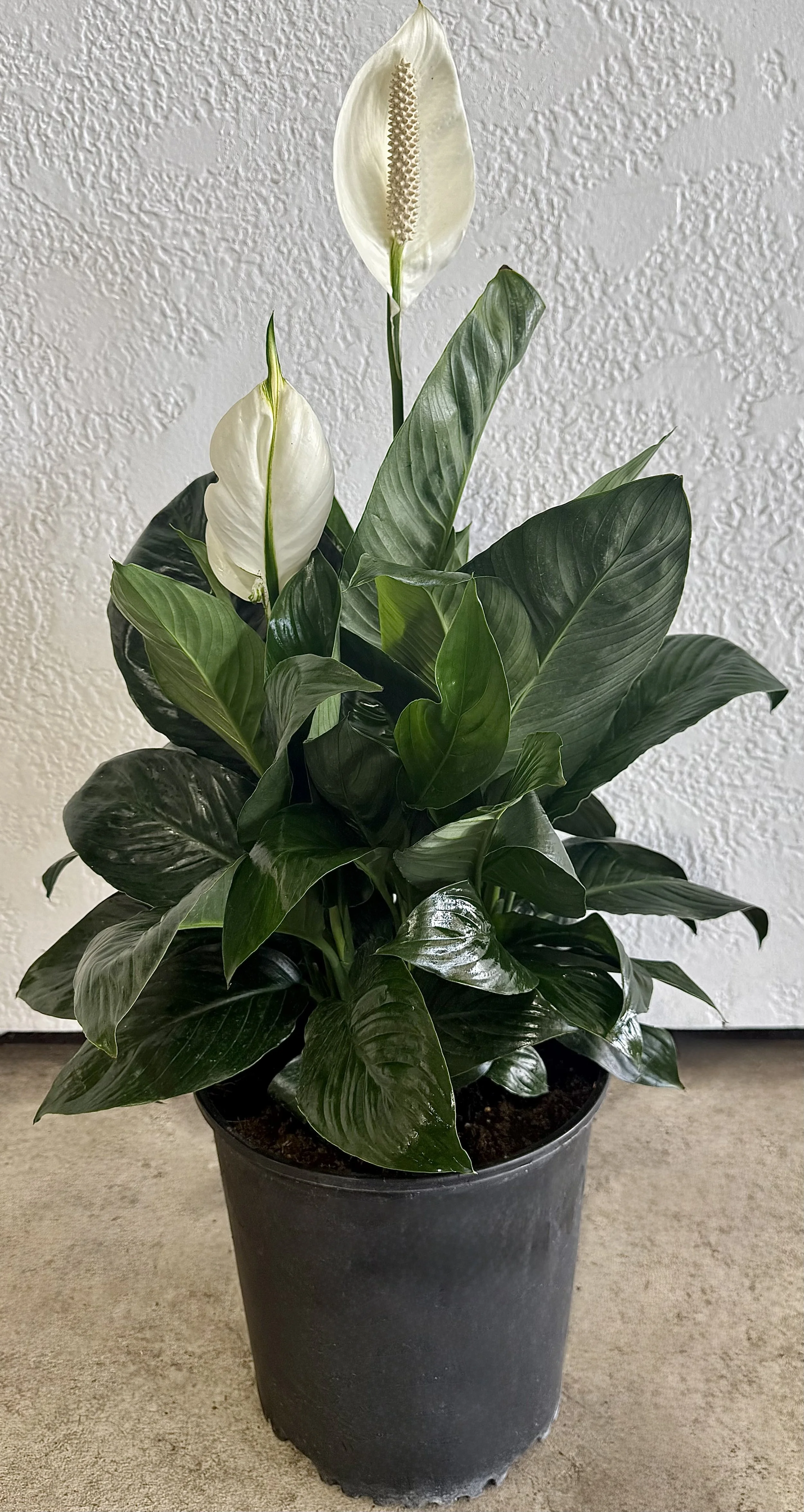 10" Spathiphyllum