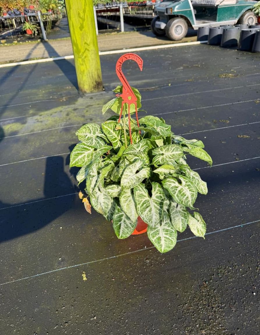 8" H/B Syngonium Glo Glo