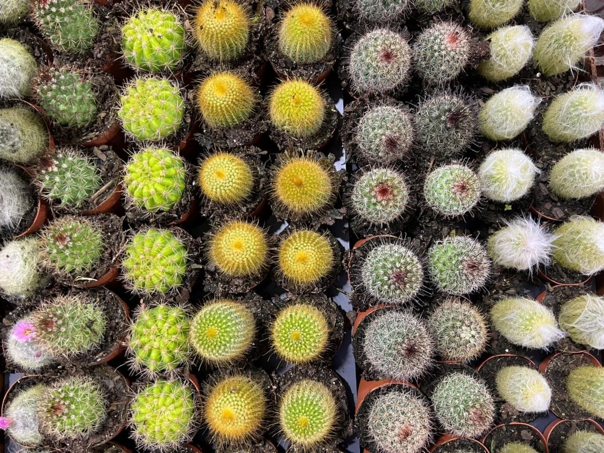 2" Cactus Asst