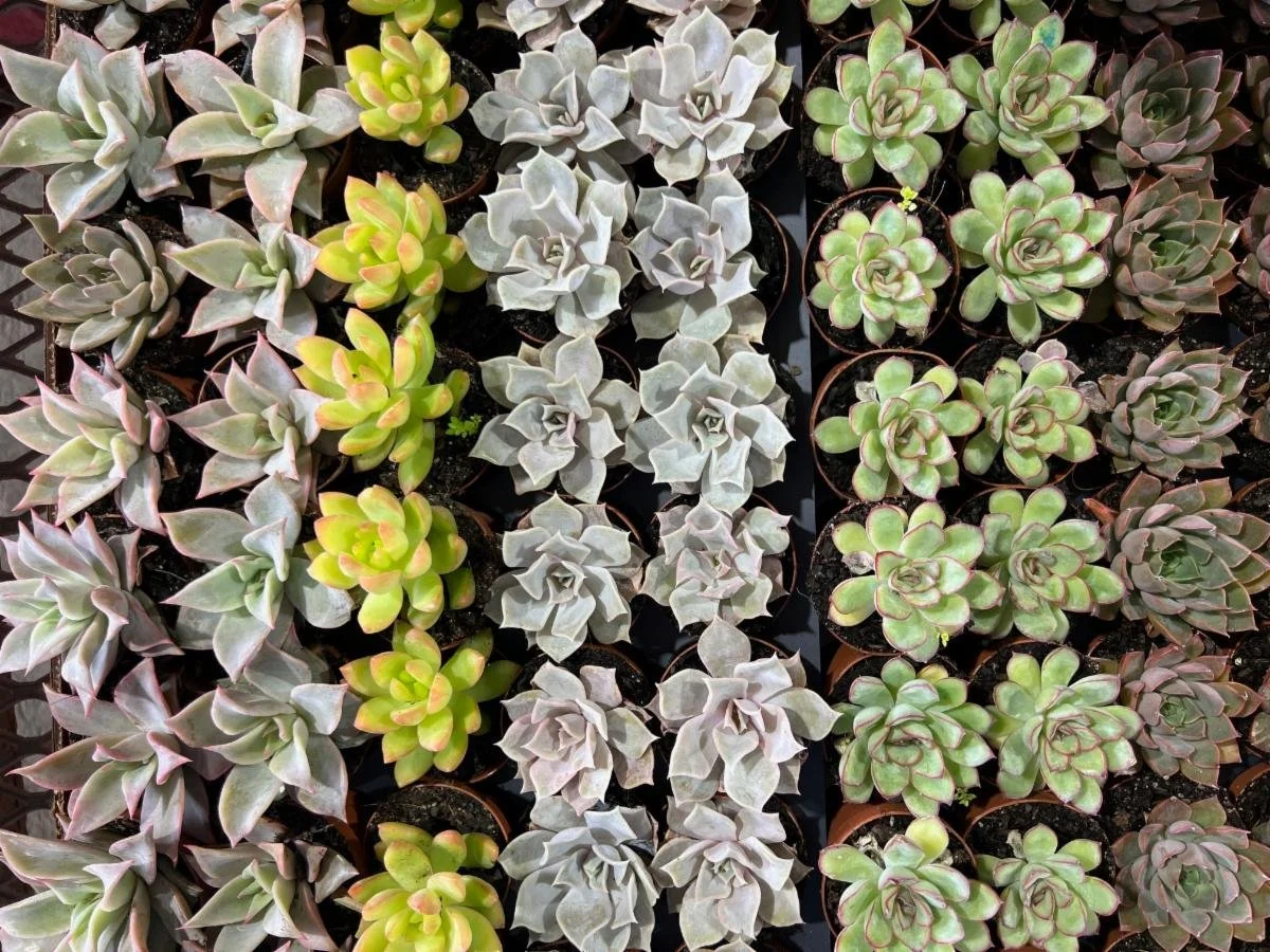 2" Succulents Asst