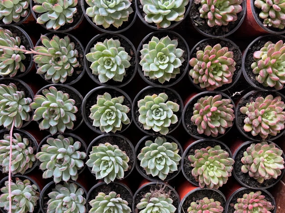 4" Succulents Asst