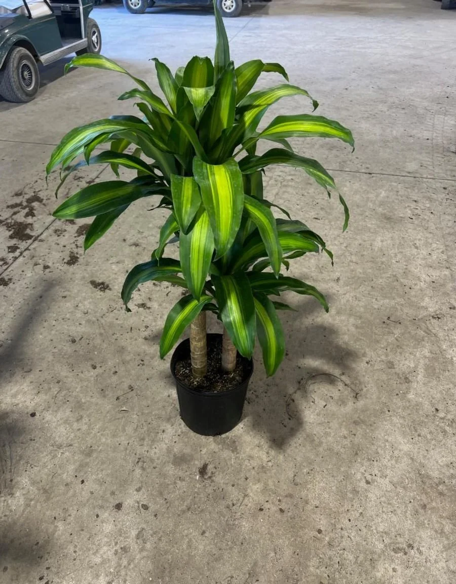10" Dracaena. Mass Cane 2-1