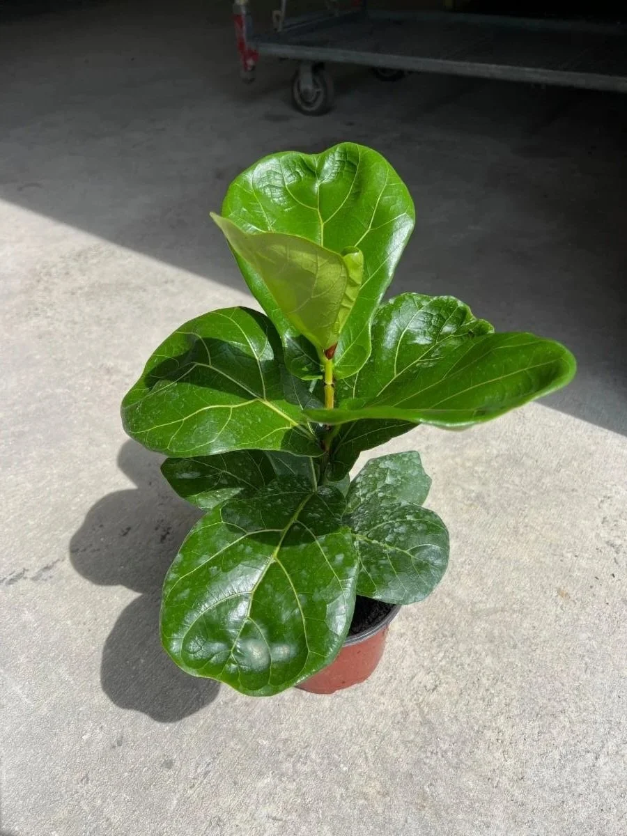 6" Ficus Lyrata Column