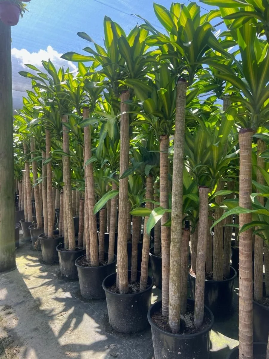 14" Dracaena 5-4-3-2