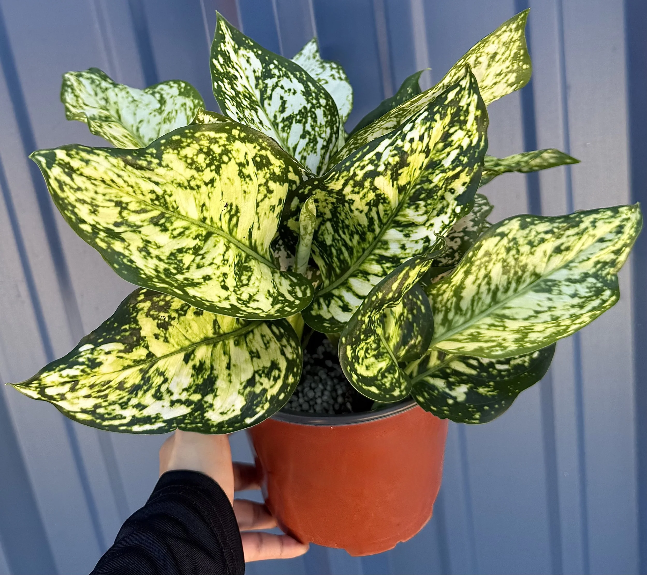 6" Aglaonema White Eileen 