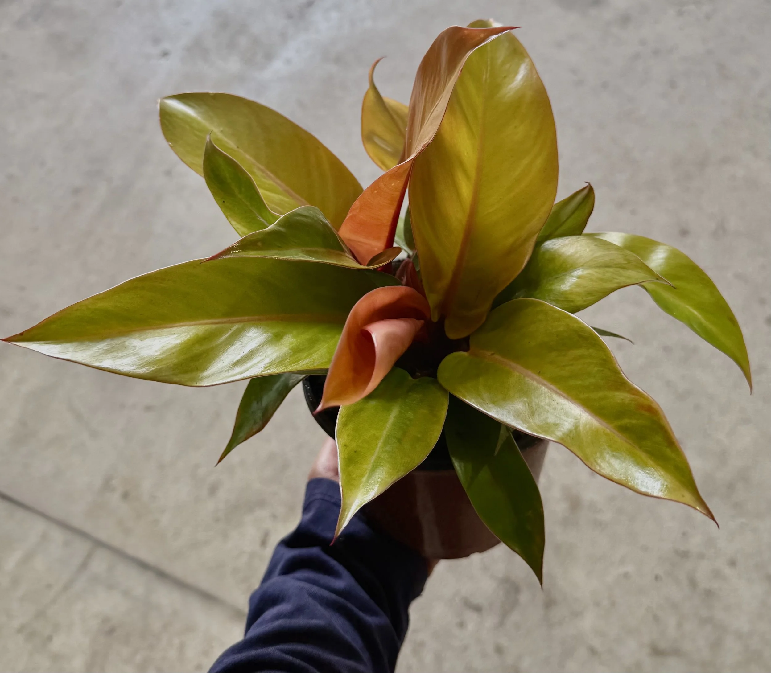 6" Philodendron Prince of Orange