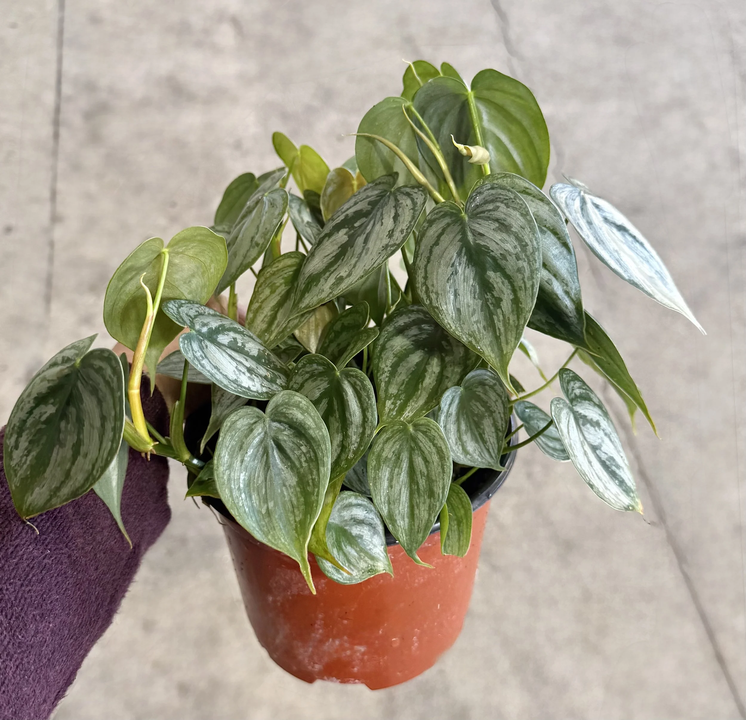 6" Philodendron Brandi