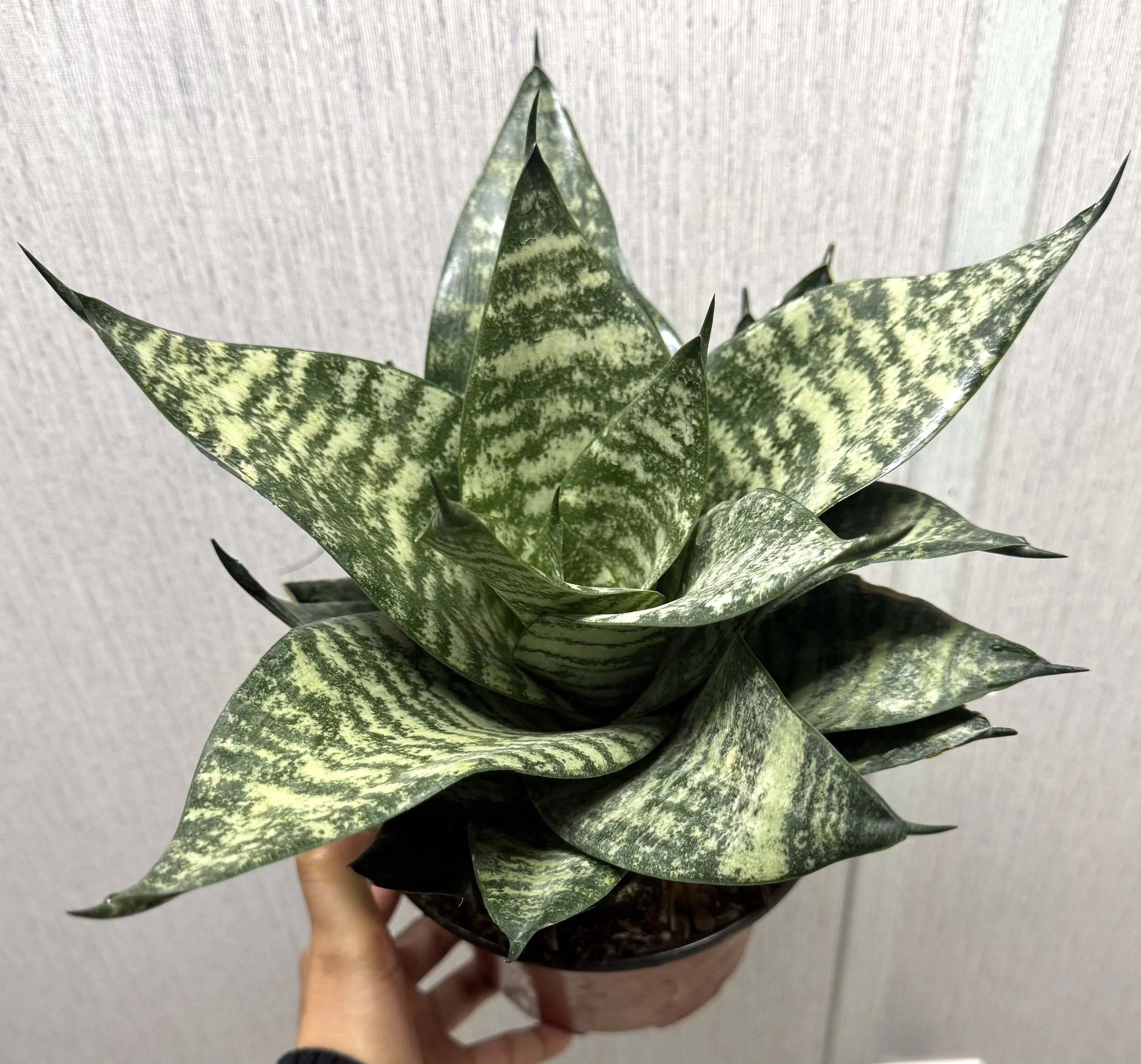 6" Sansevieria Green Hanahii