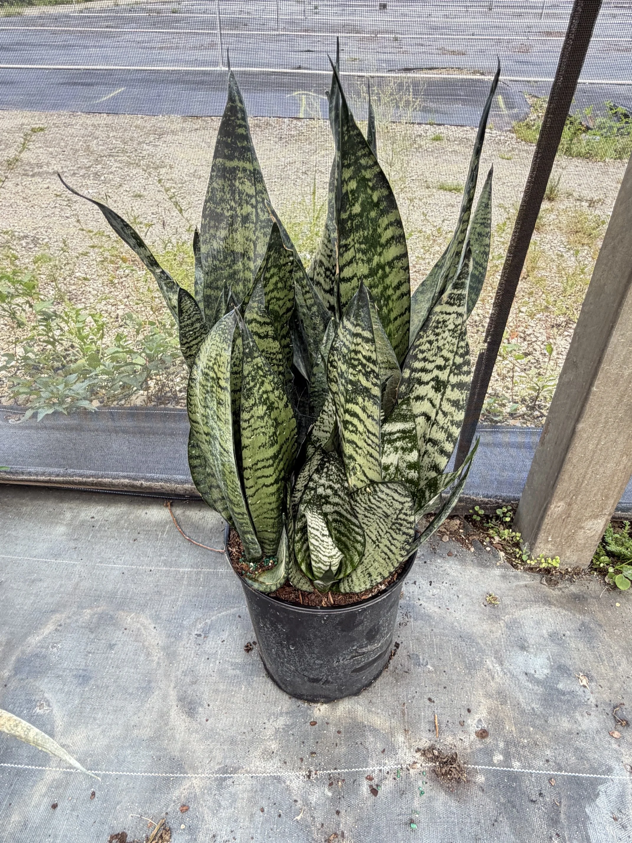 10" Sansevieria Robusta