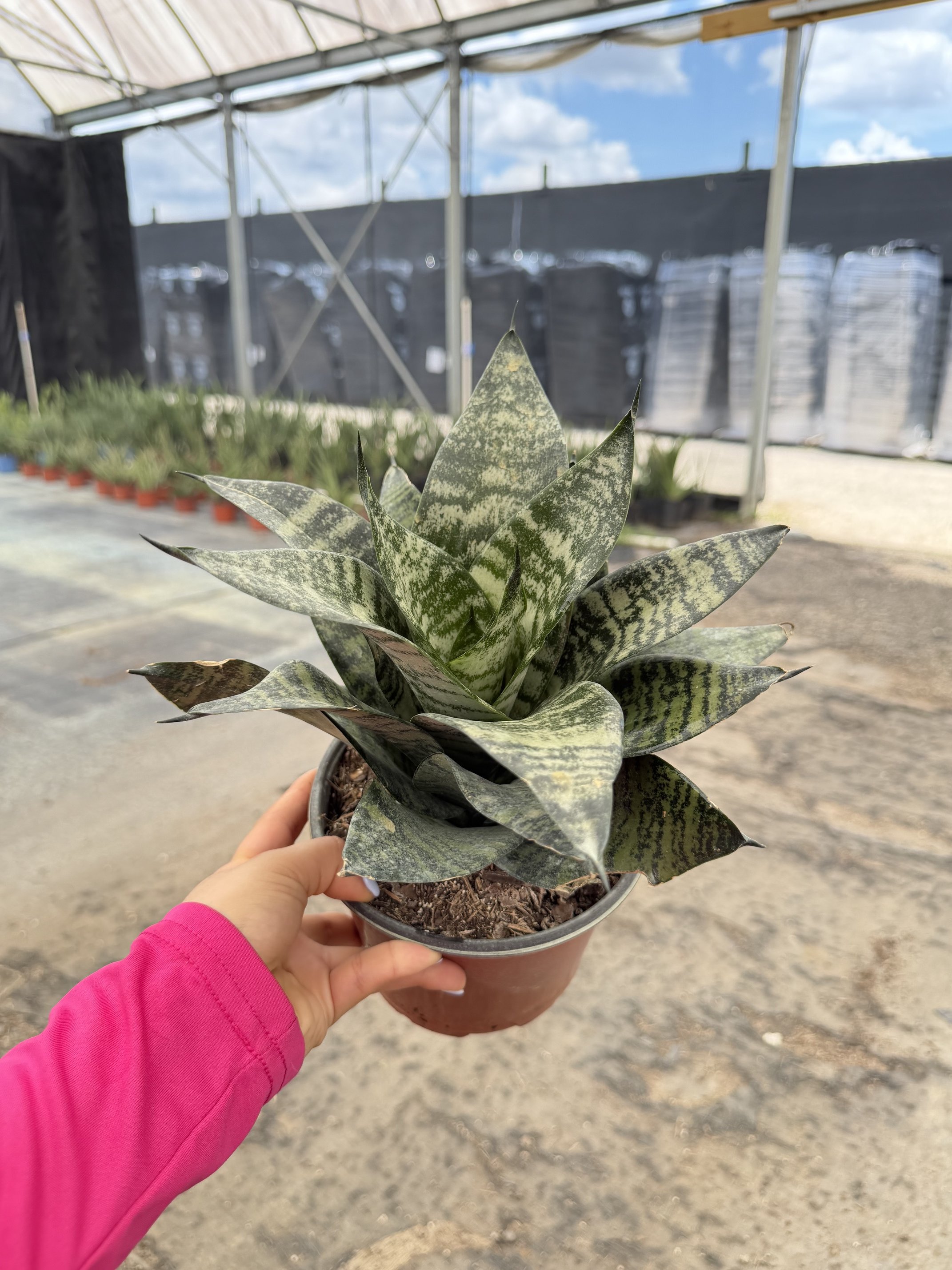 6" Sansevieria Green Hanahii