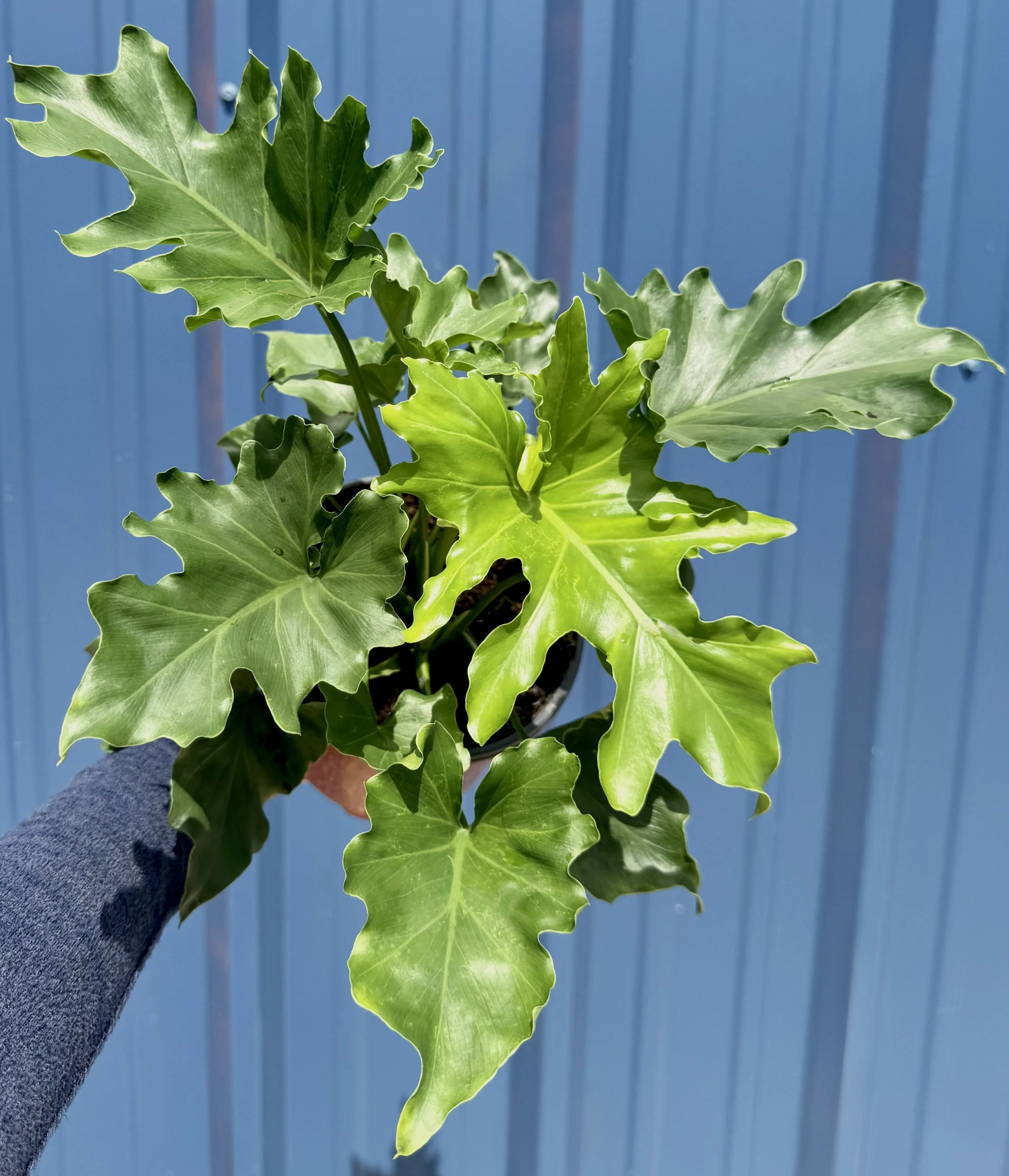 6" Philodendron Lickety Split