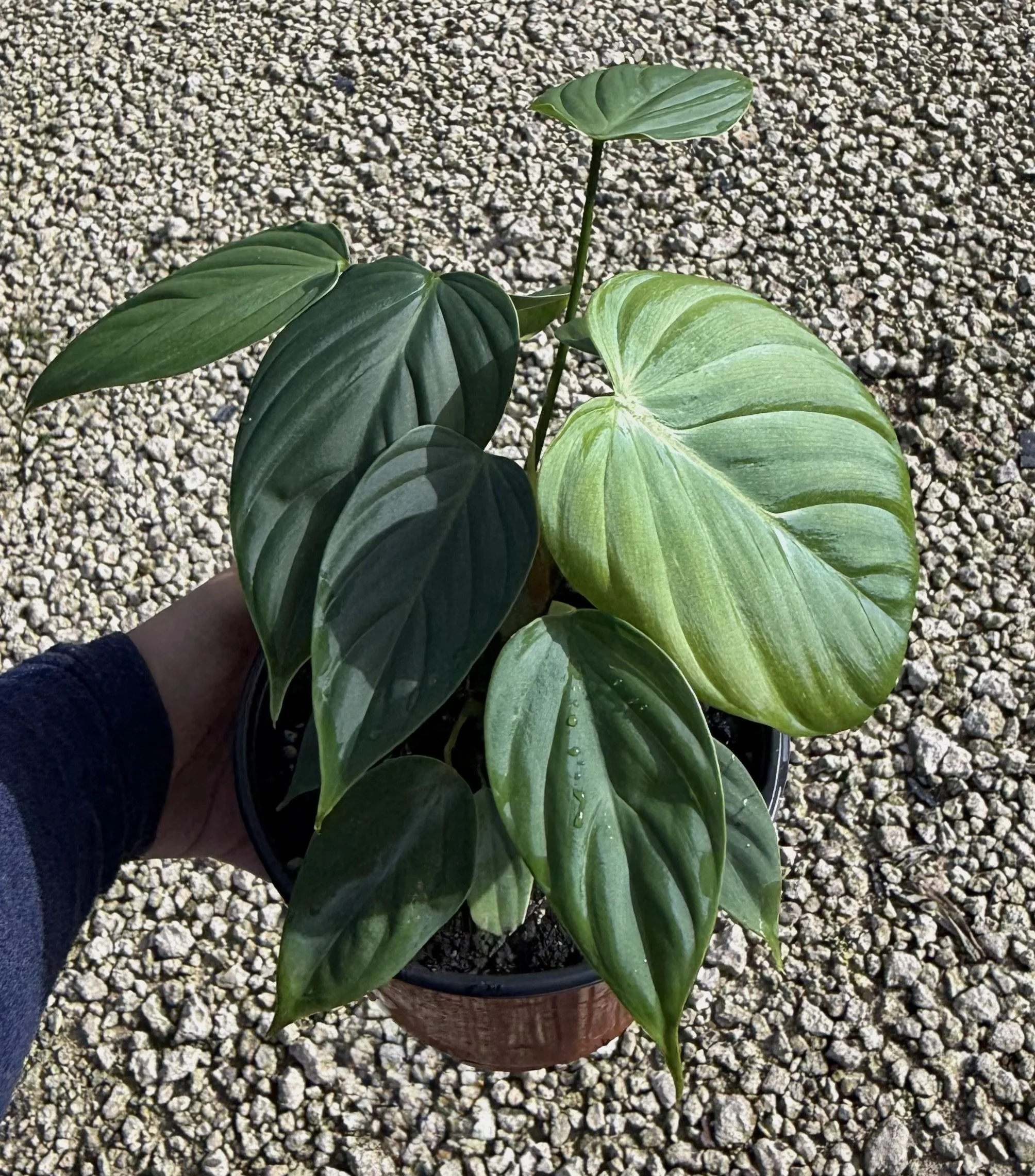 6" Philodendron Mamei