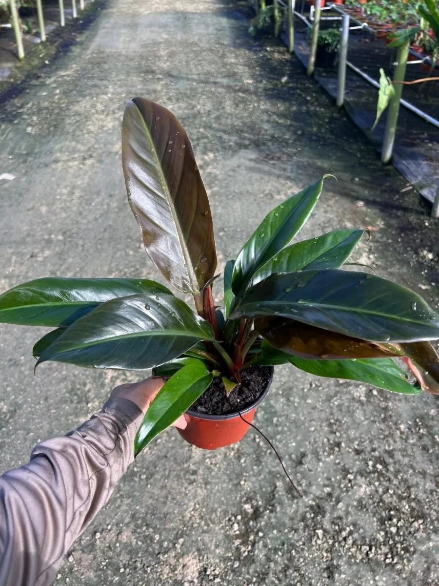 6" Philodendron Autumn