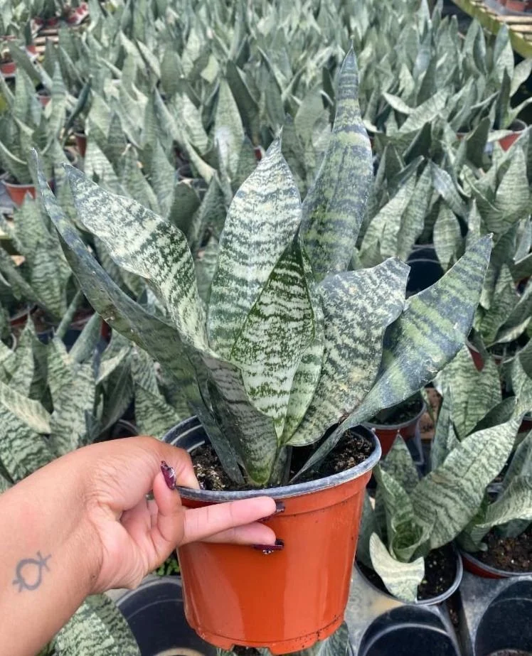 6" Sansevieria Robusta