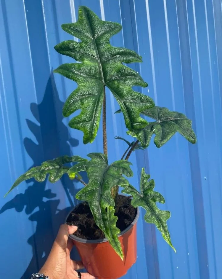 6" Alocasia Jackyln