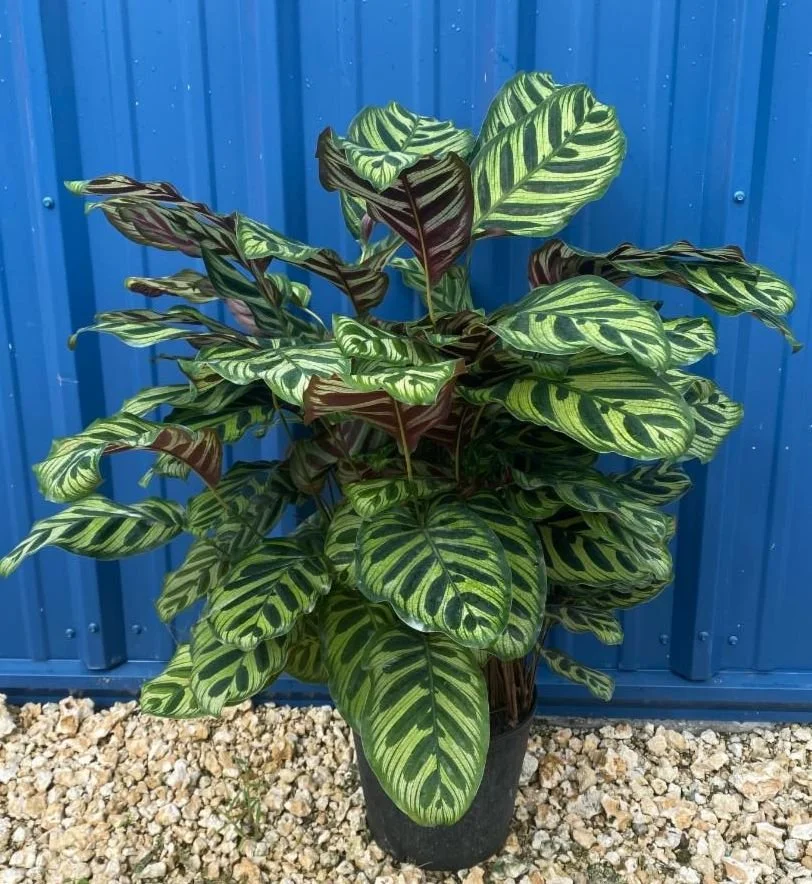 10" Calathea Makoyanna