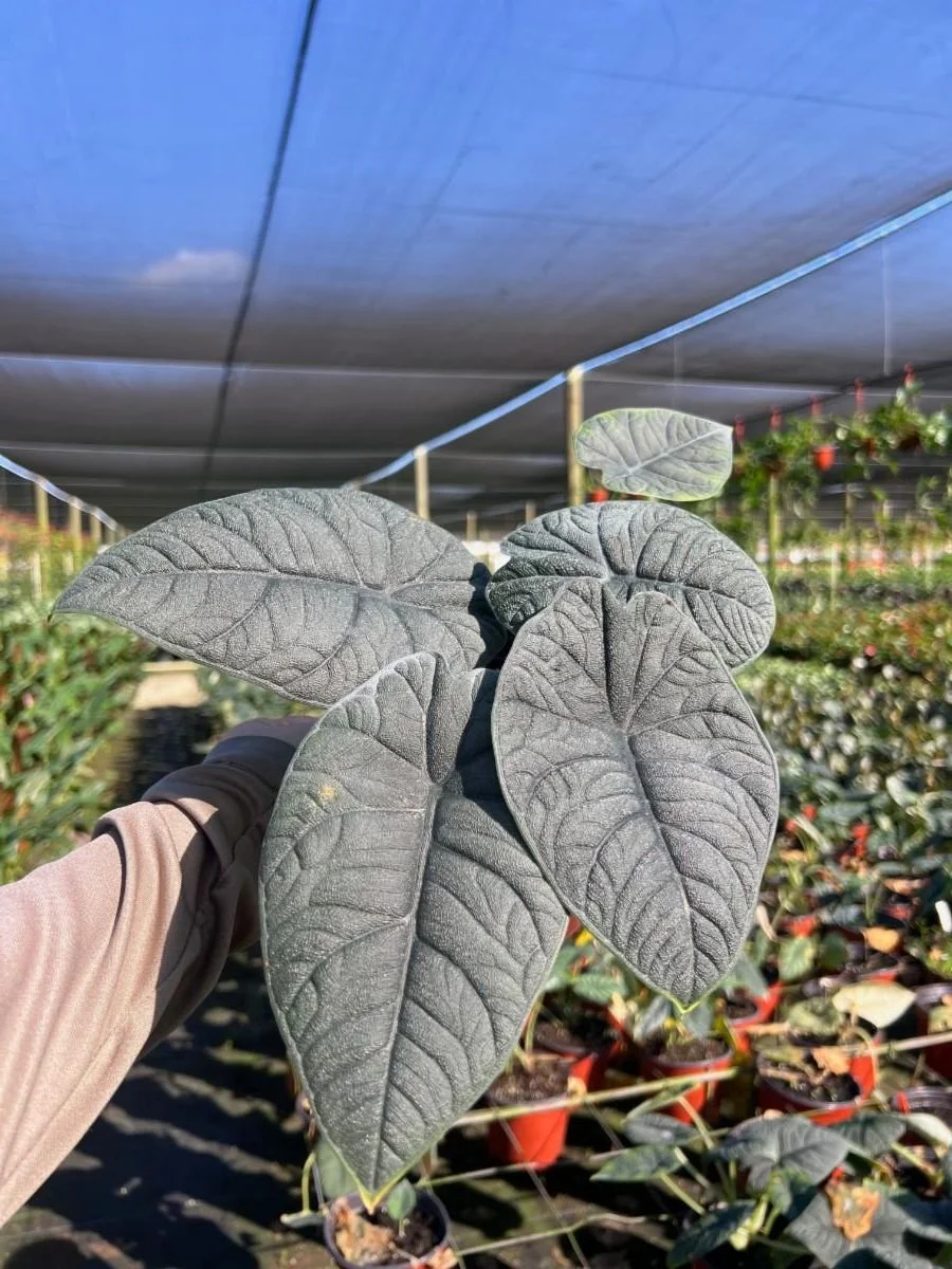 6" Alocasia Melo