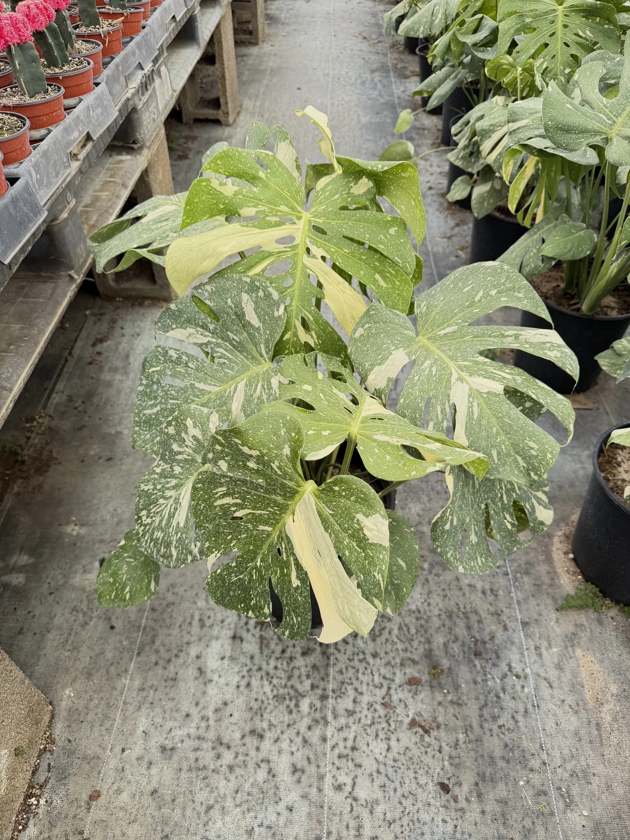 10" Philo. Monstera Thai Constellation