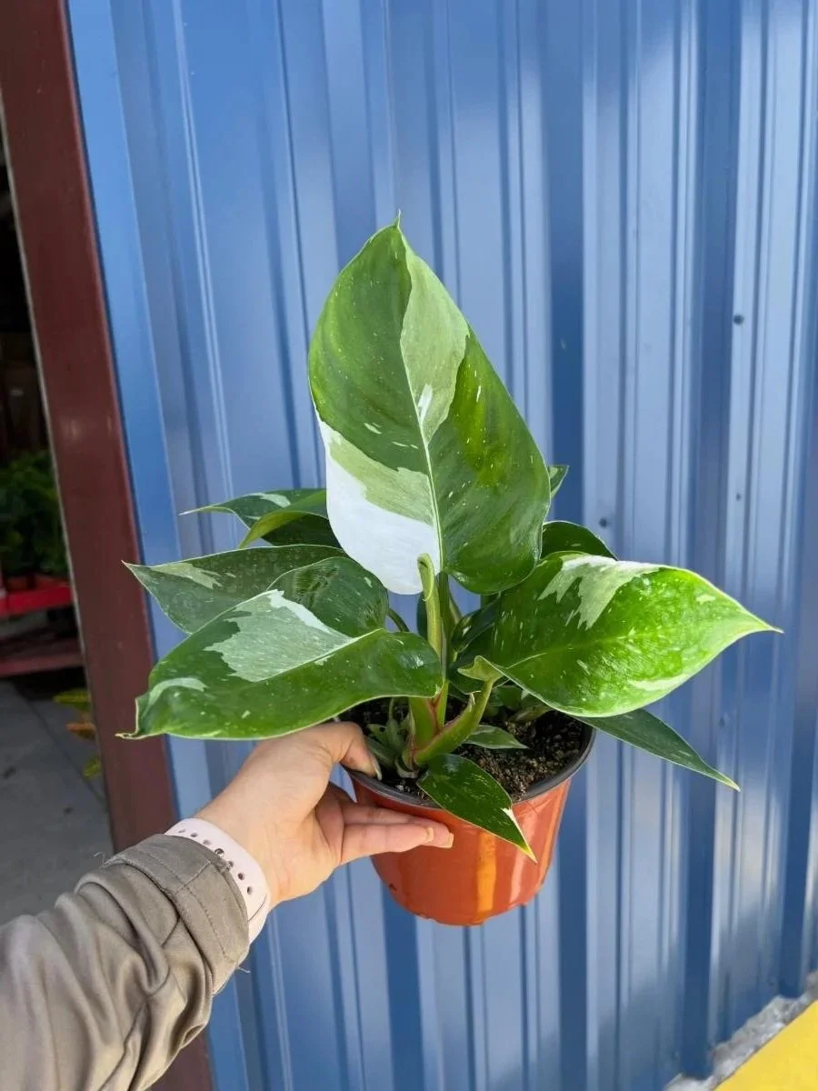6" Philodendron White Princess