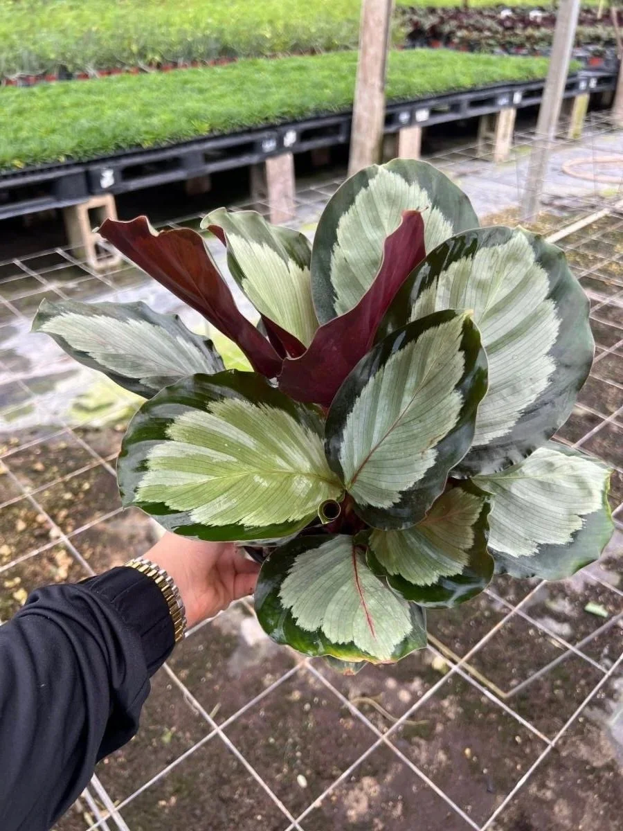 6" Calathea Princess (Roseopicta)