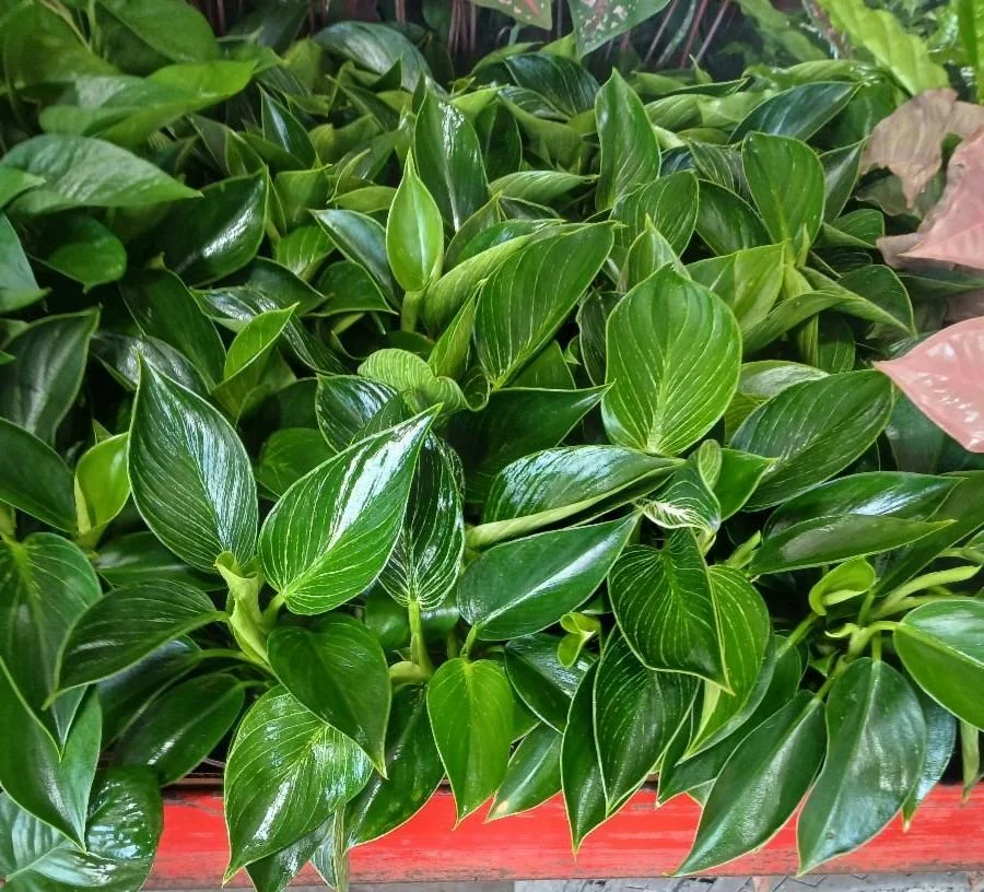6" Philodendron Birkin