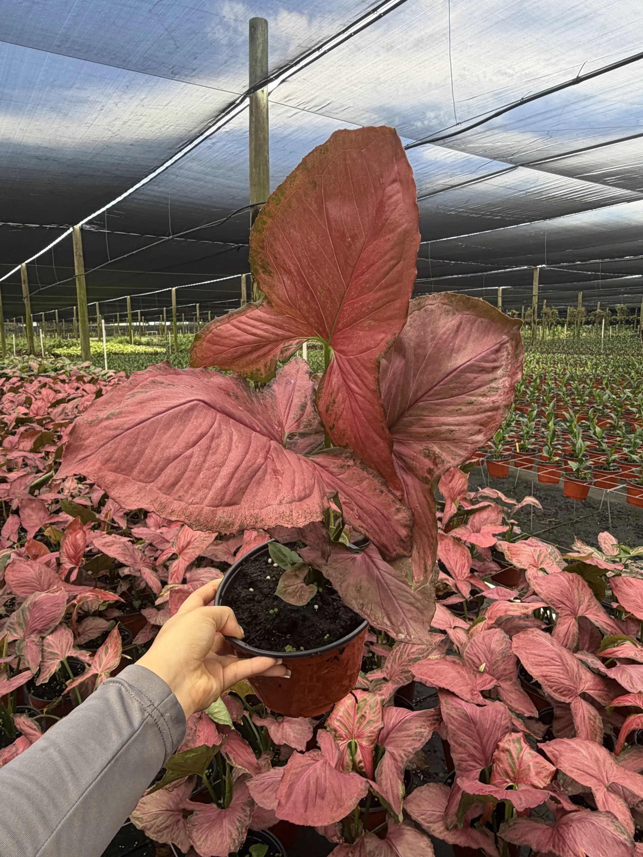 6" Syngonium Orm Nak