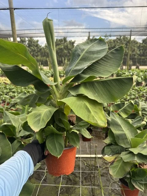 6" Dwarf. Cav. Banana