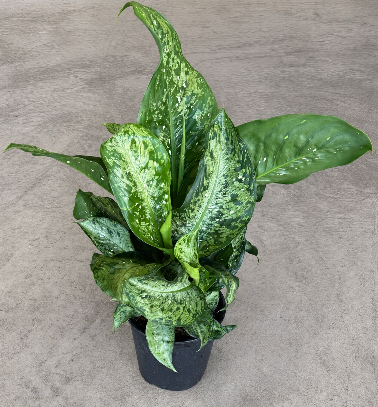 10" Dieffenbachia Snow