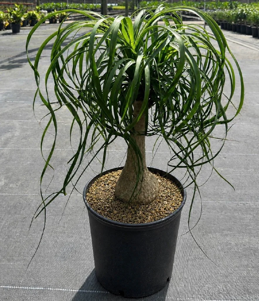 10" Ponytail Guatemalensis
