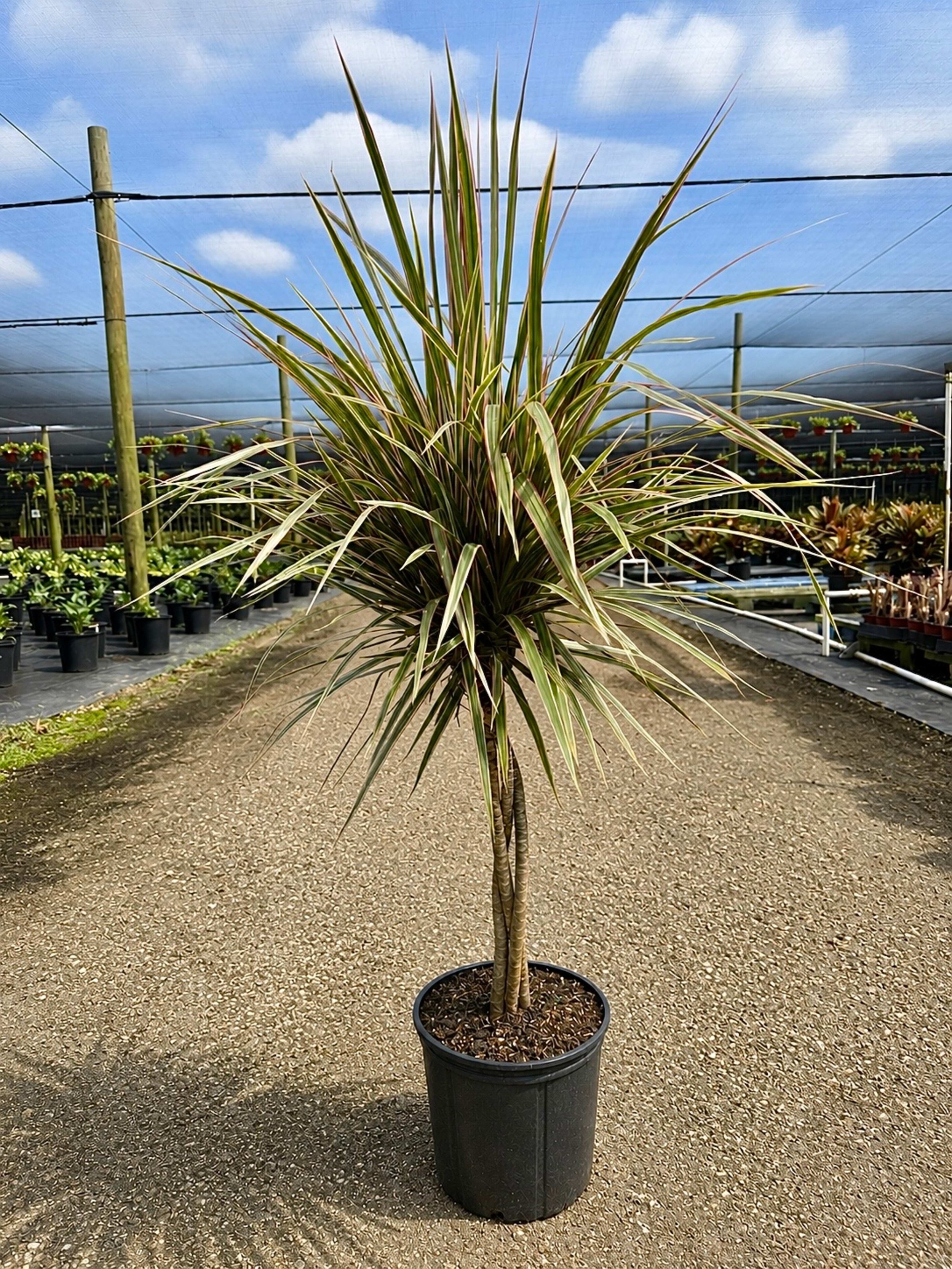 10" Dracaena Bicolor Braid