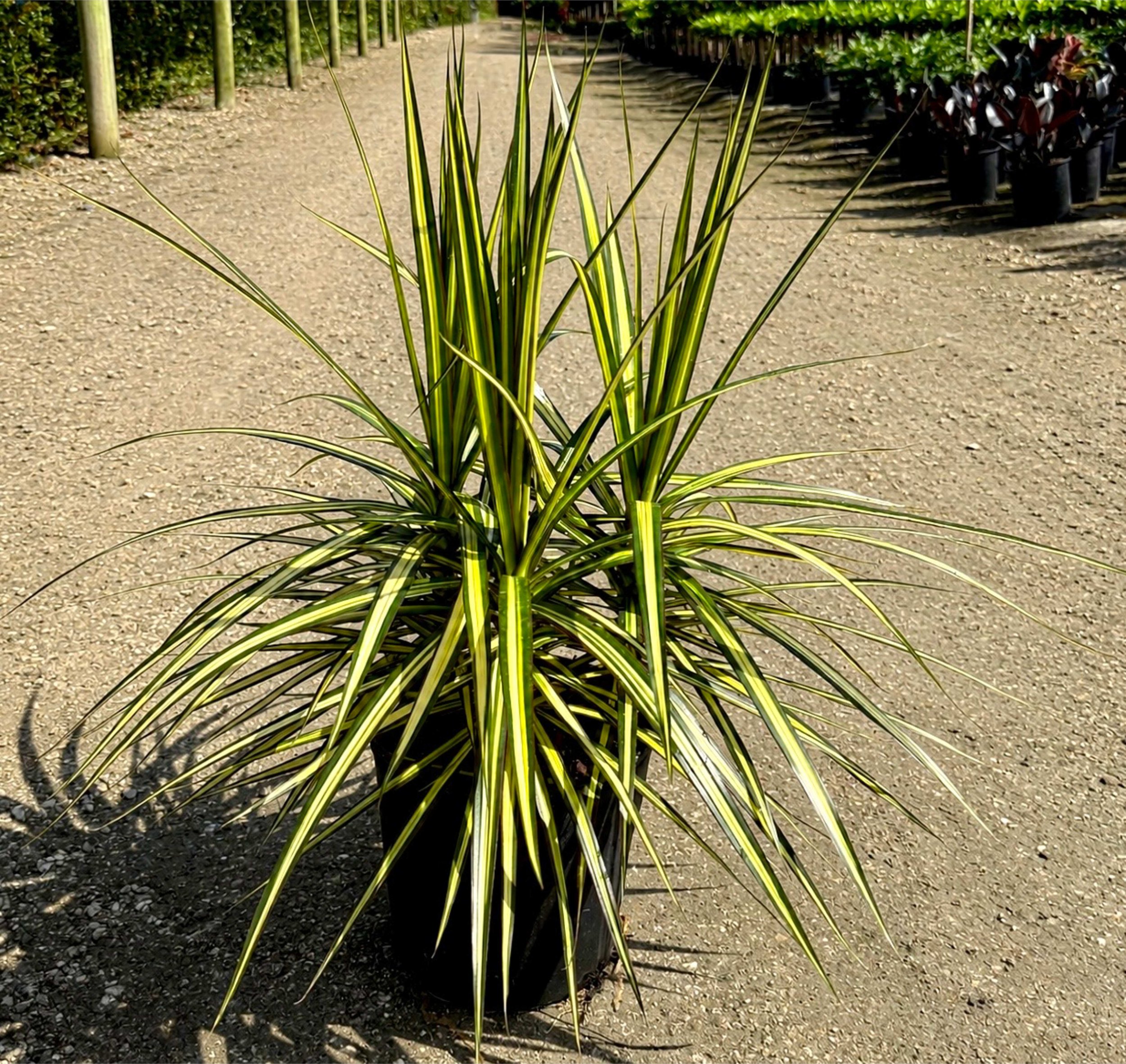 10" Dracaena Marginata Kiwi