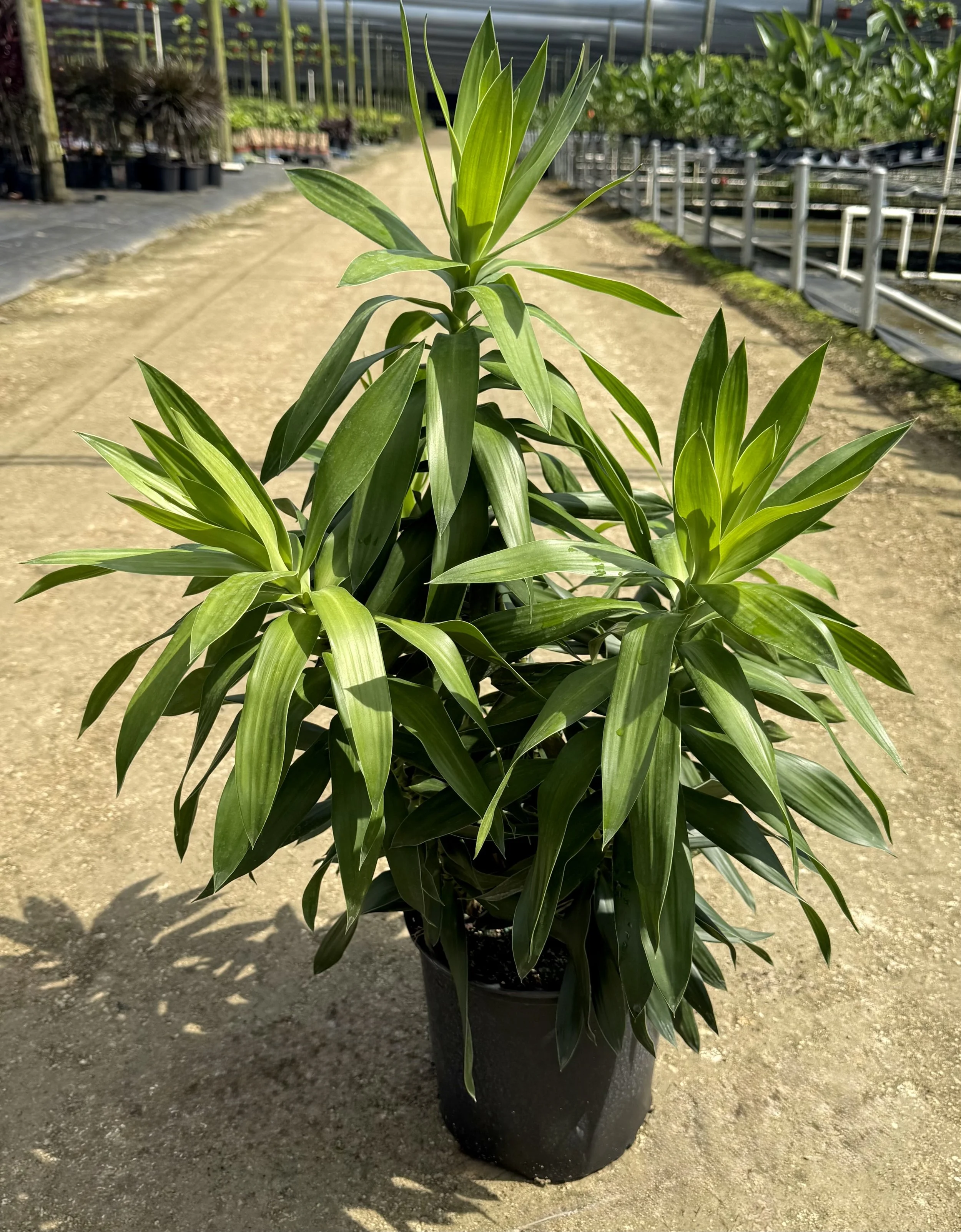 10" Pleomele Reflexa