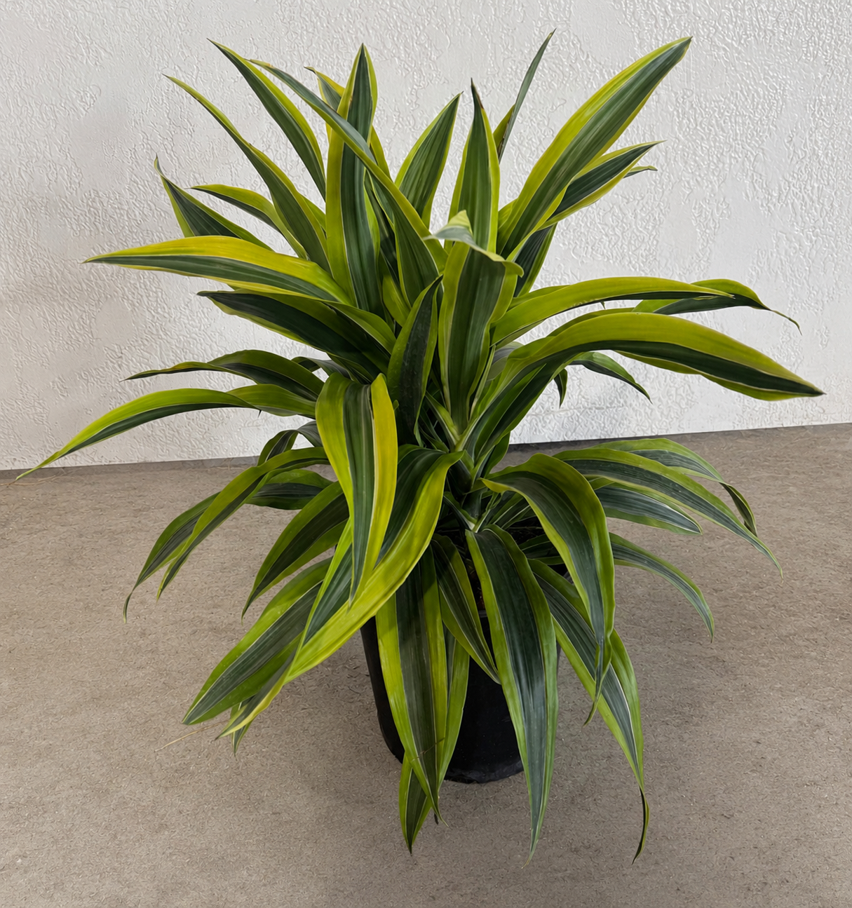 10" Dracaena Lemon Lime 1PPP