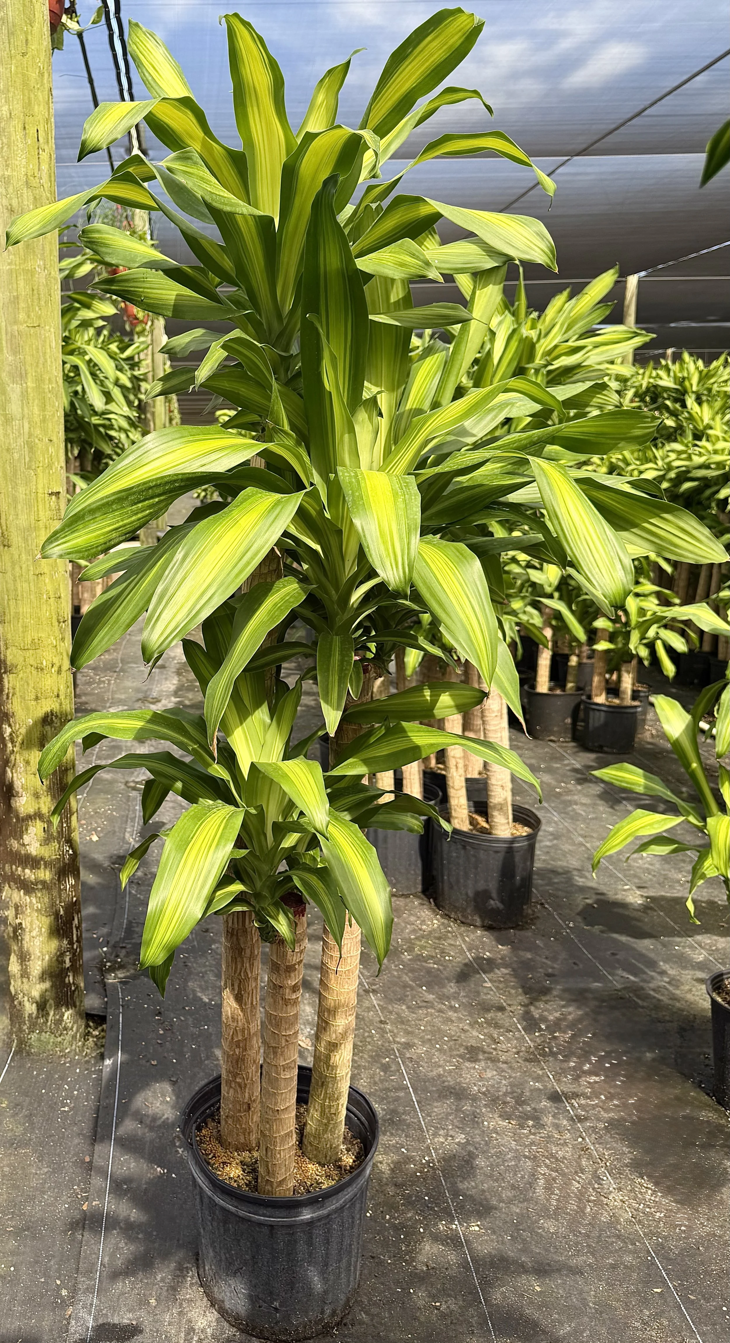 12" Dracaena Mass Cane 4-3-2