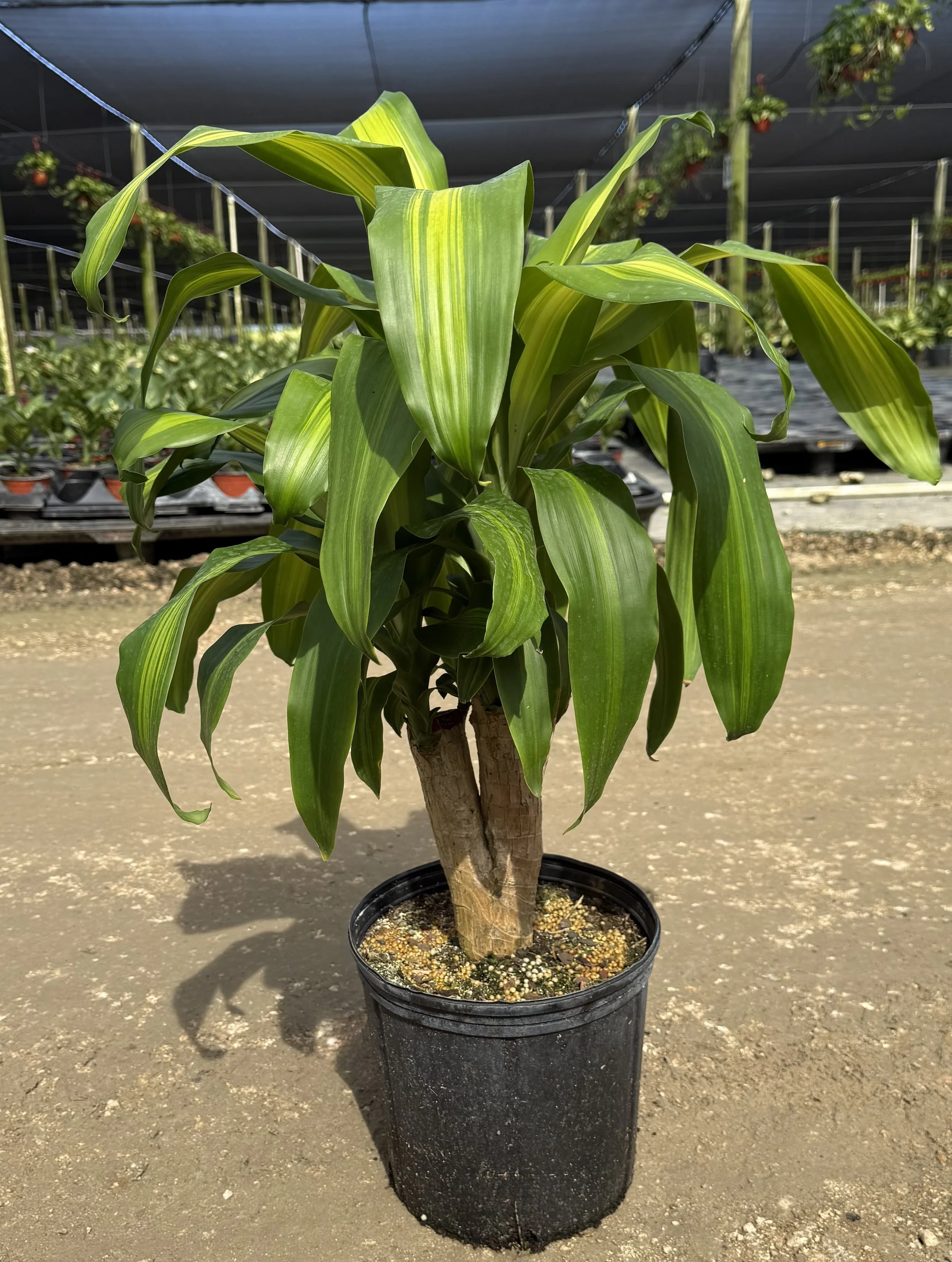 10" Dracaena Mass Cane Stump 