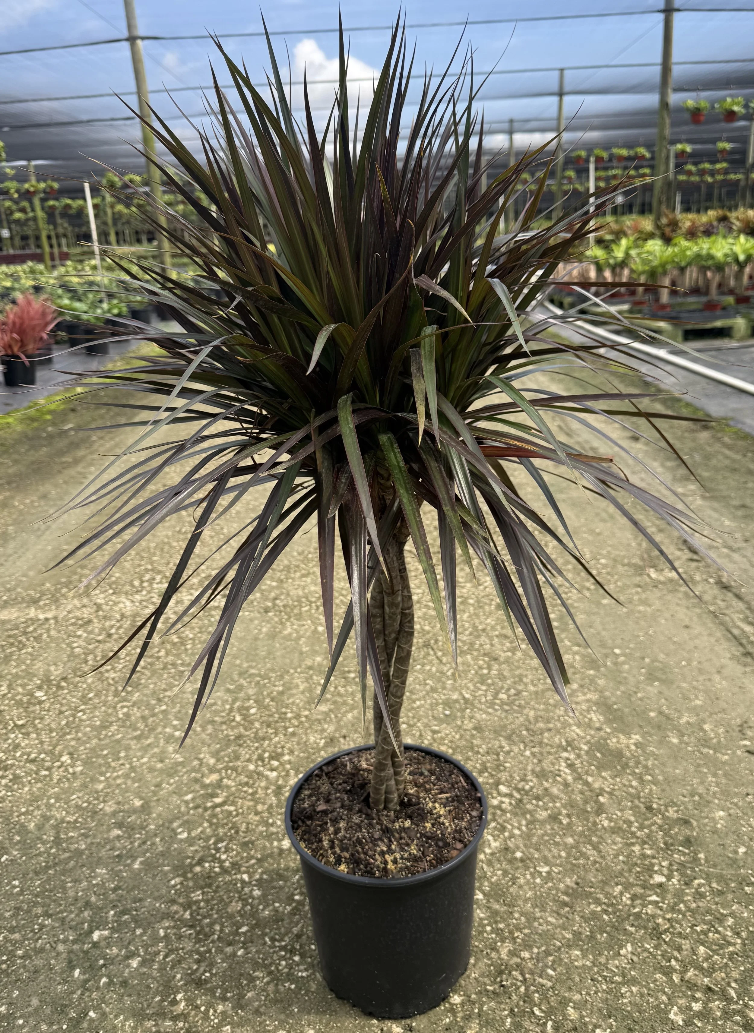10" Dracaena. Magenta Braid