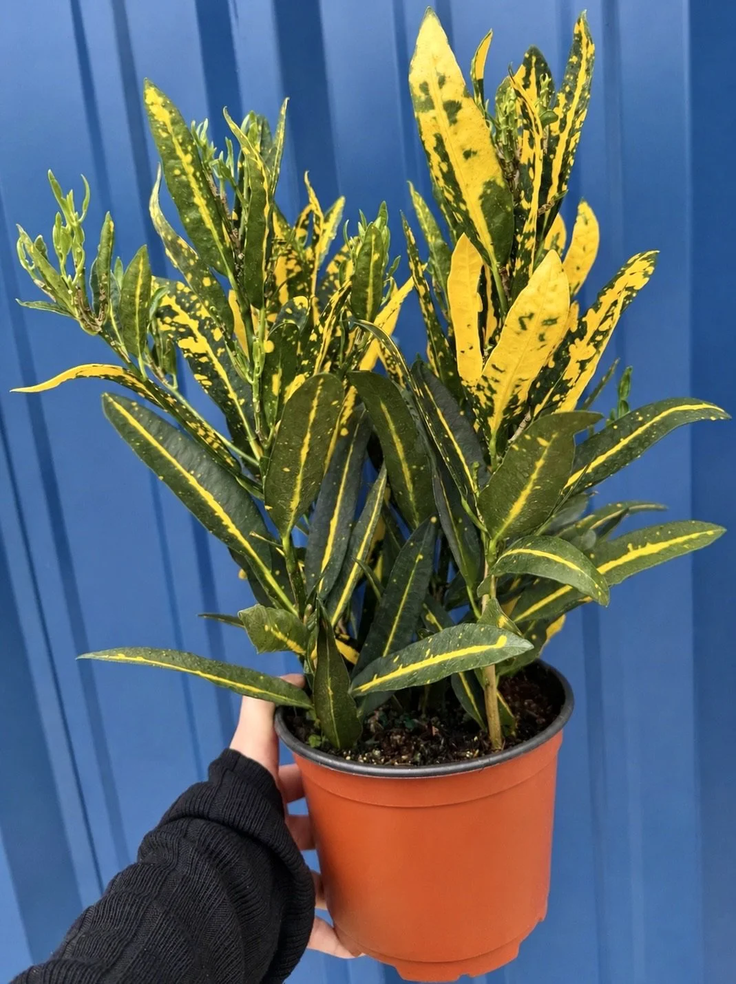 6"  Croton Sunny Star