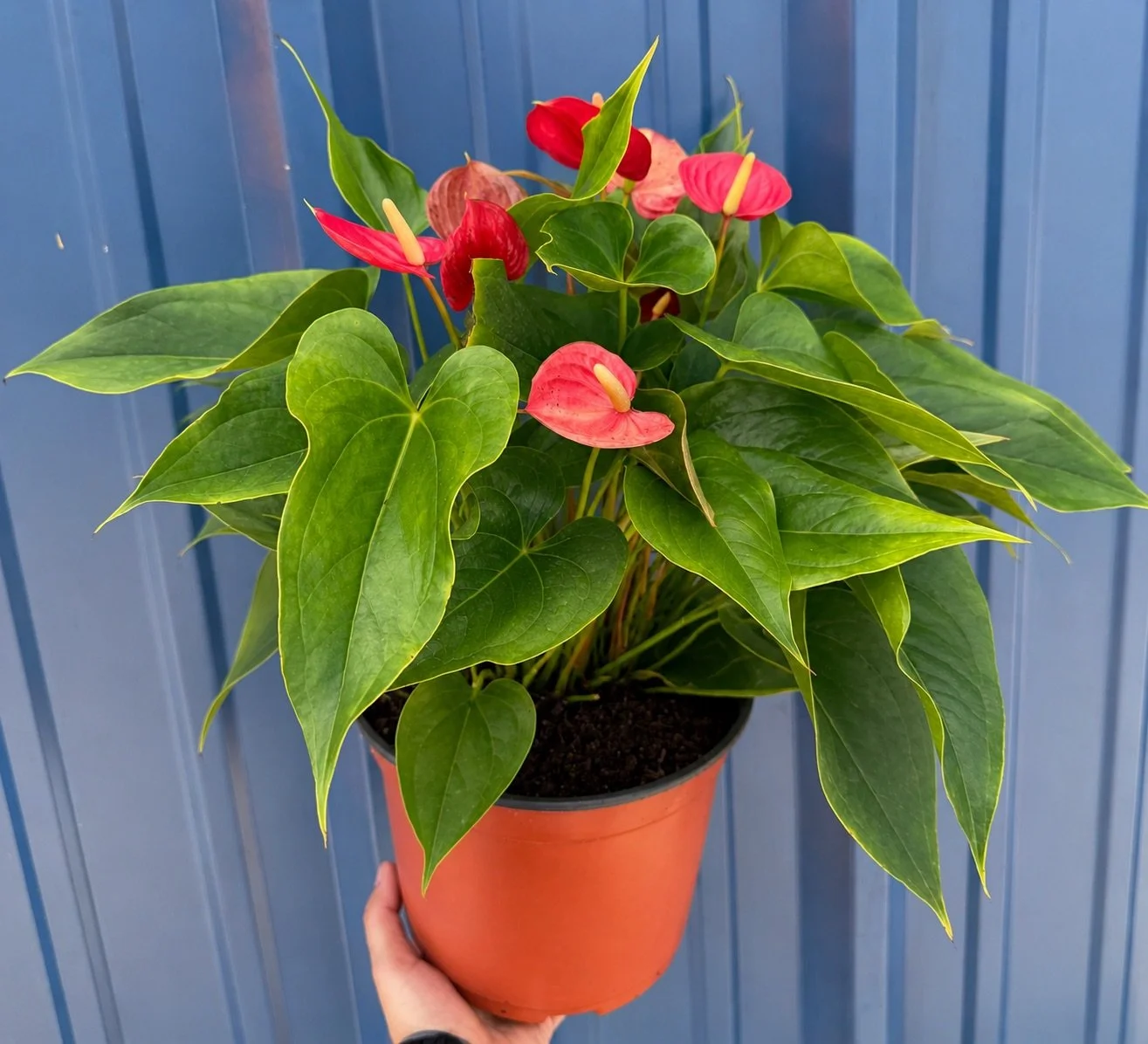 8" Anthurium Red Heart