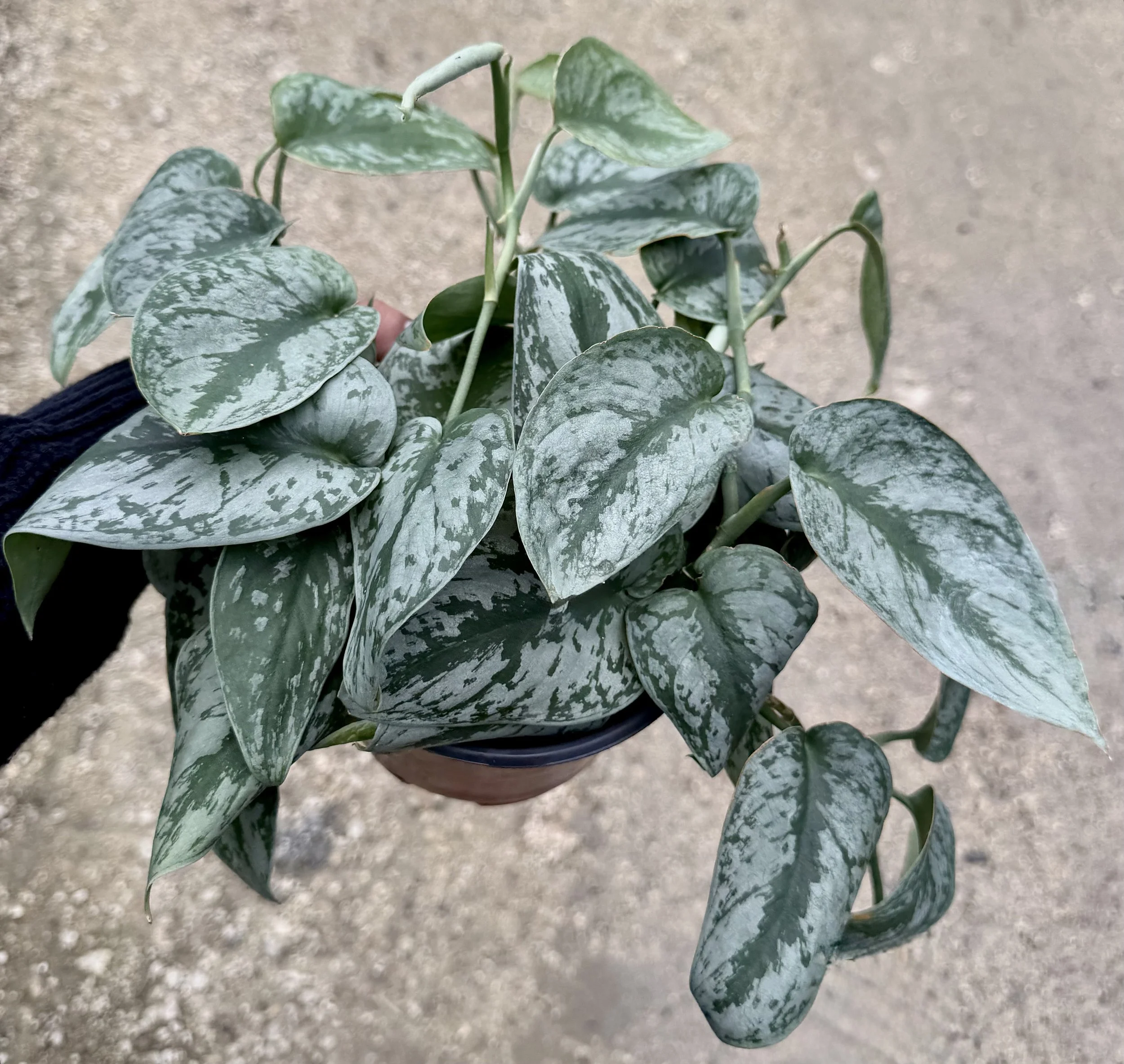 6" Scindapsus Silver Satin