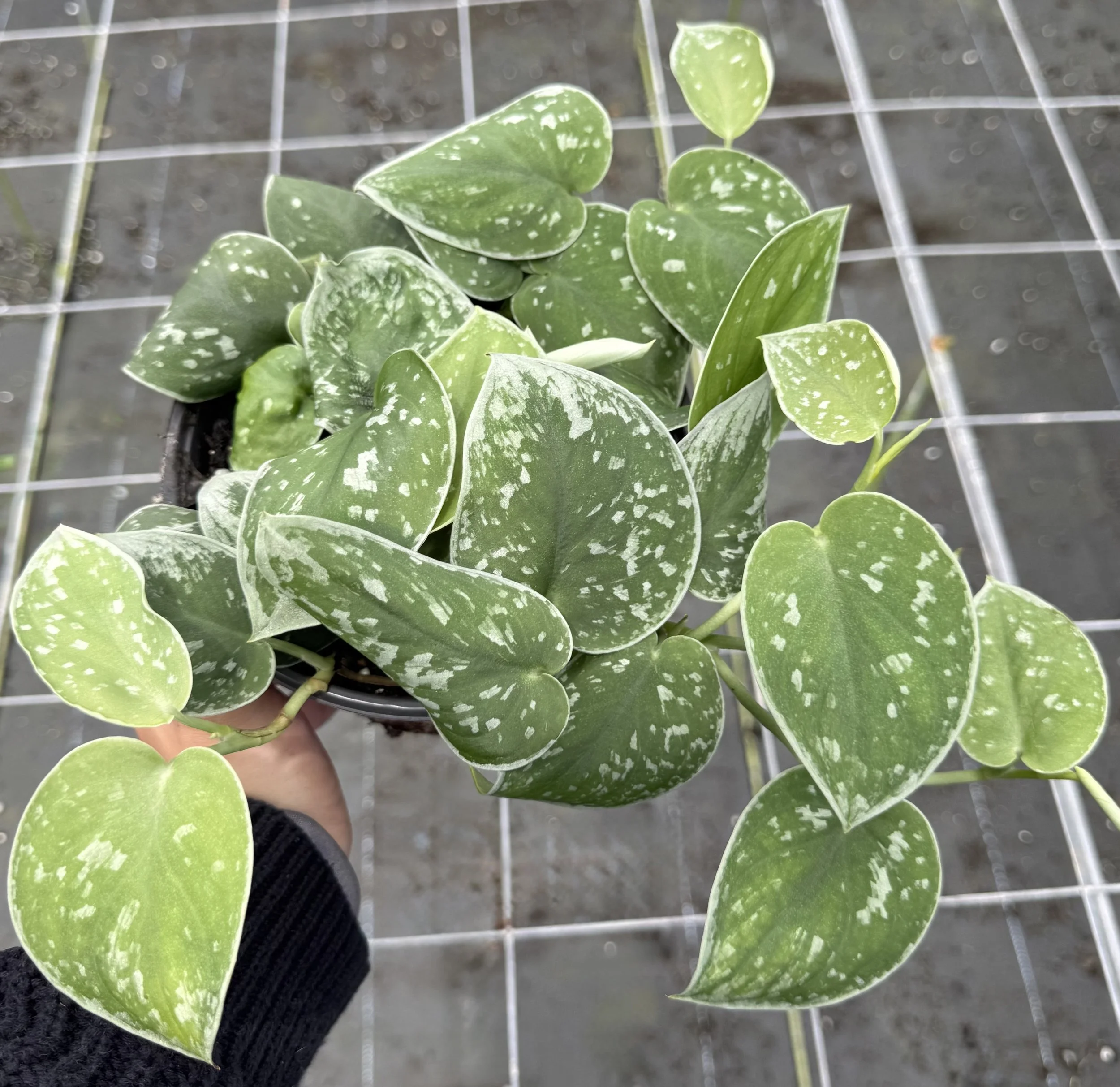 6" Scindapsus Argayeus