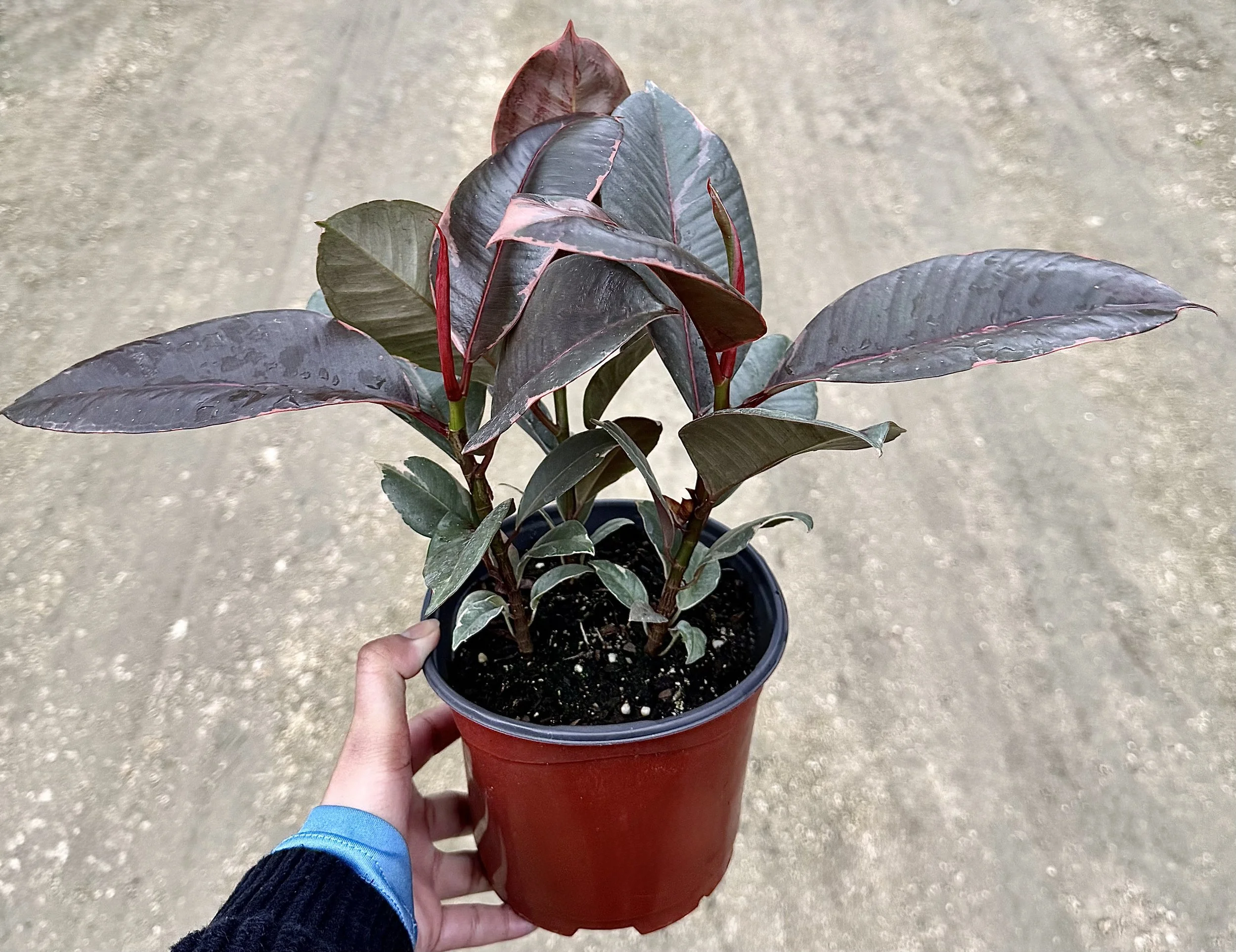6" Ficus Ruby
