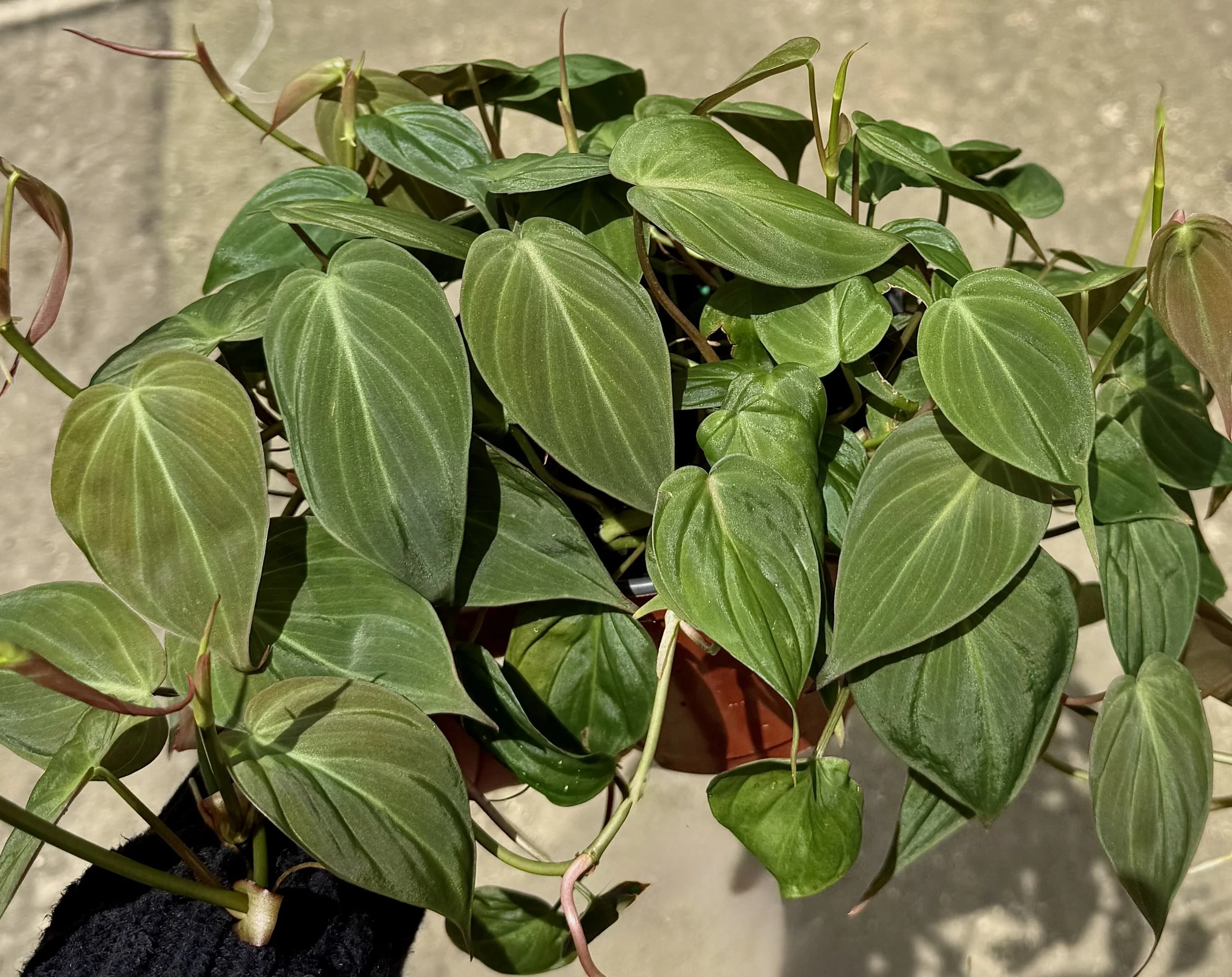 6" Philodendron Mican 