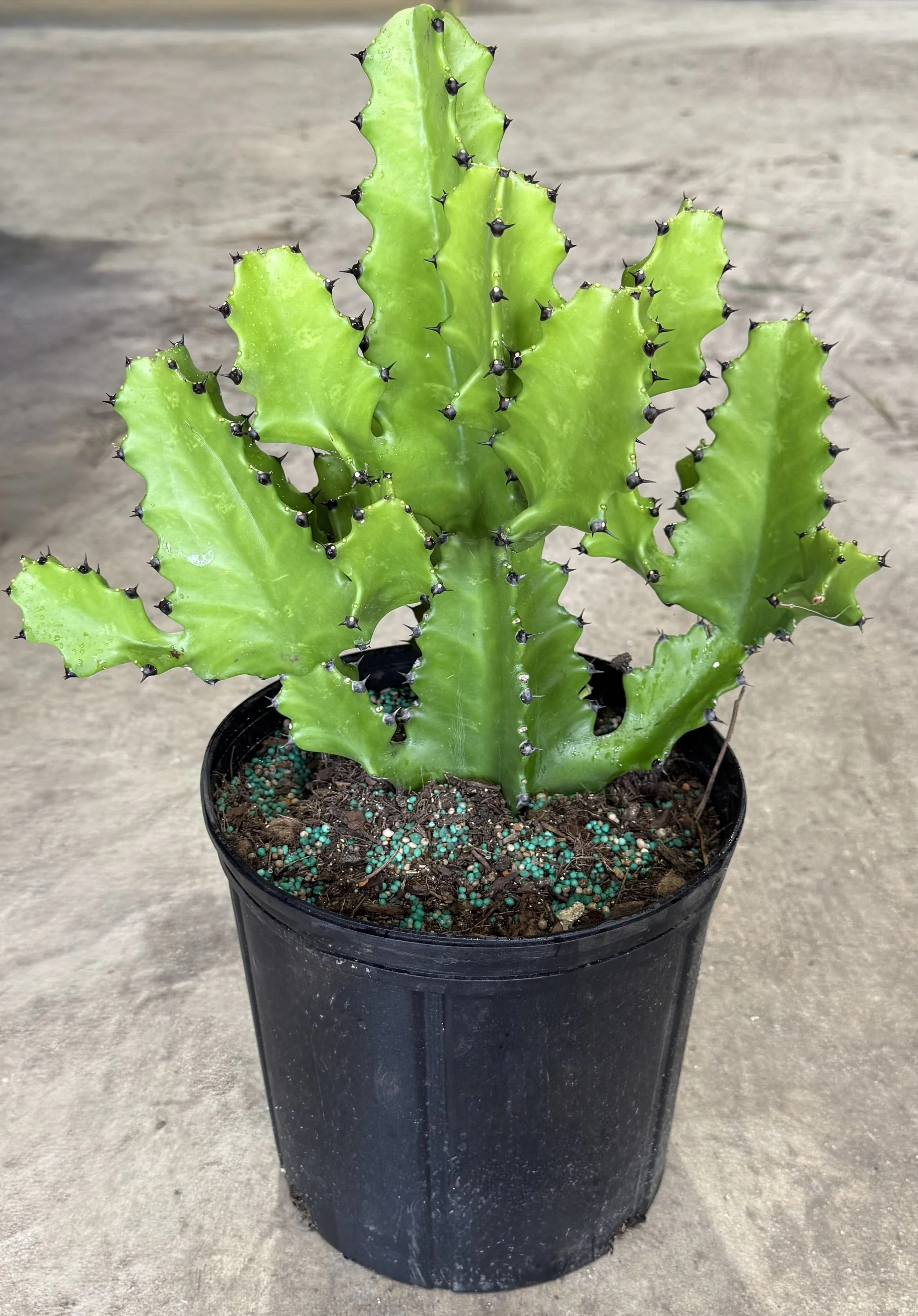 10" Cactus Candelabra