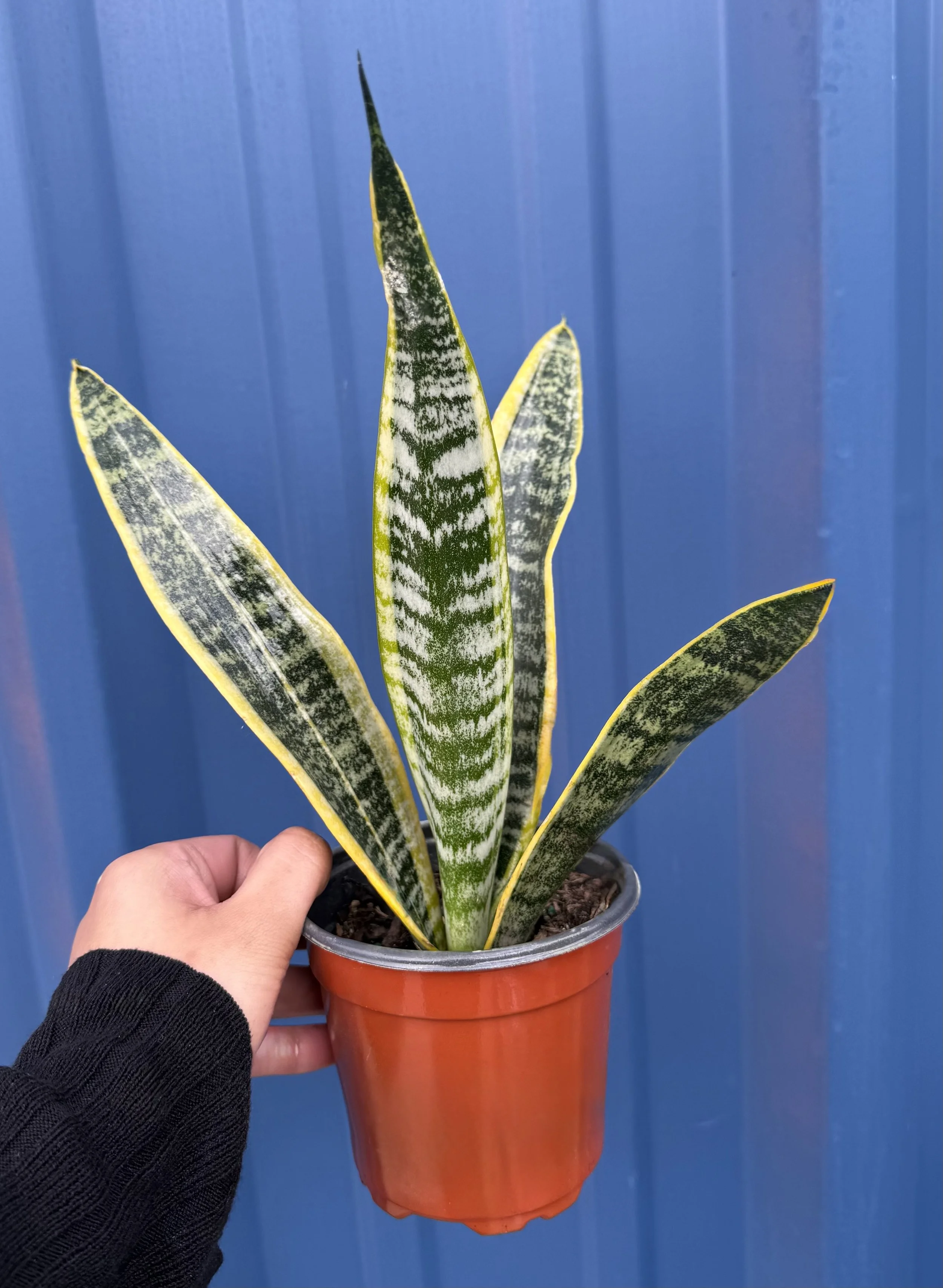4" Sansevieria Laurentii