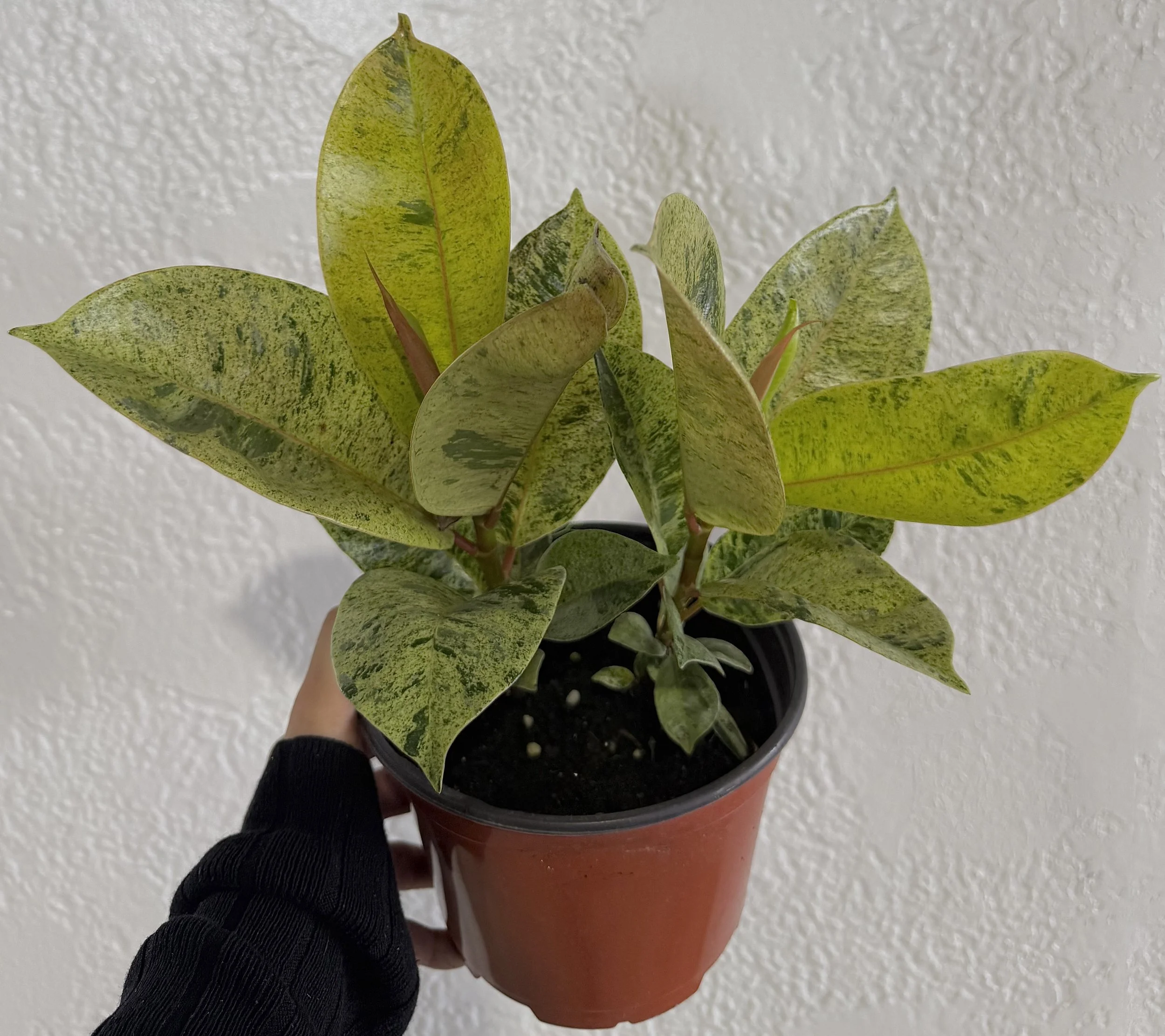 6" Ficus Sheveriana
