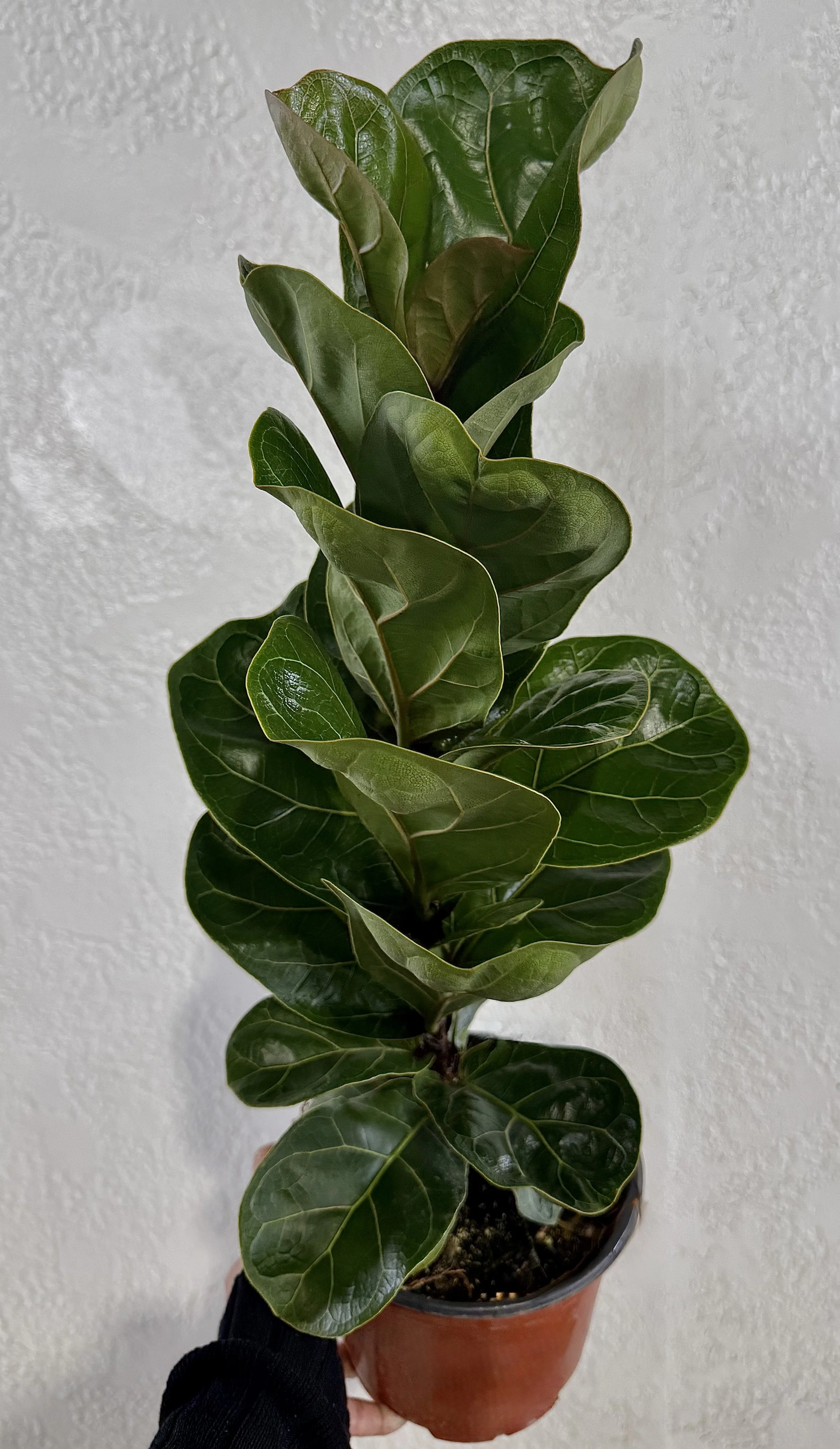 6" Ficus Lyrata Bambino 