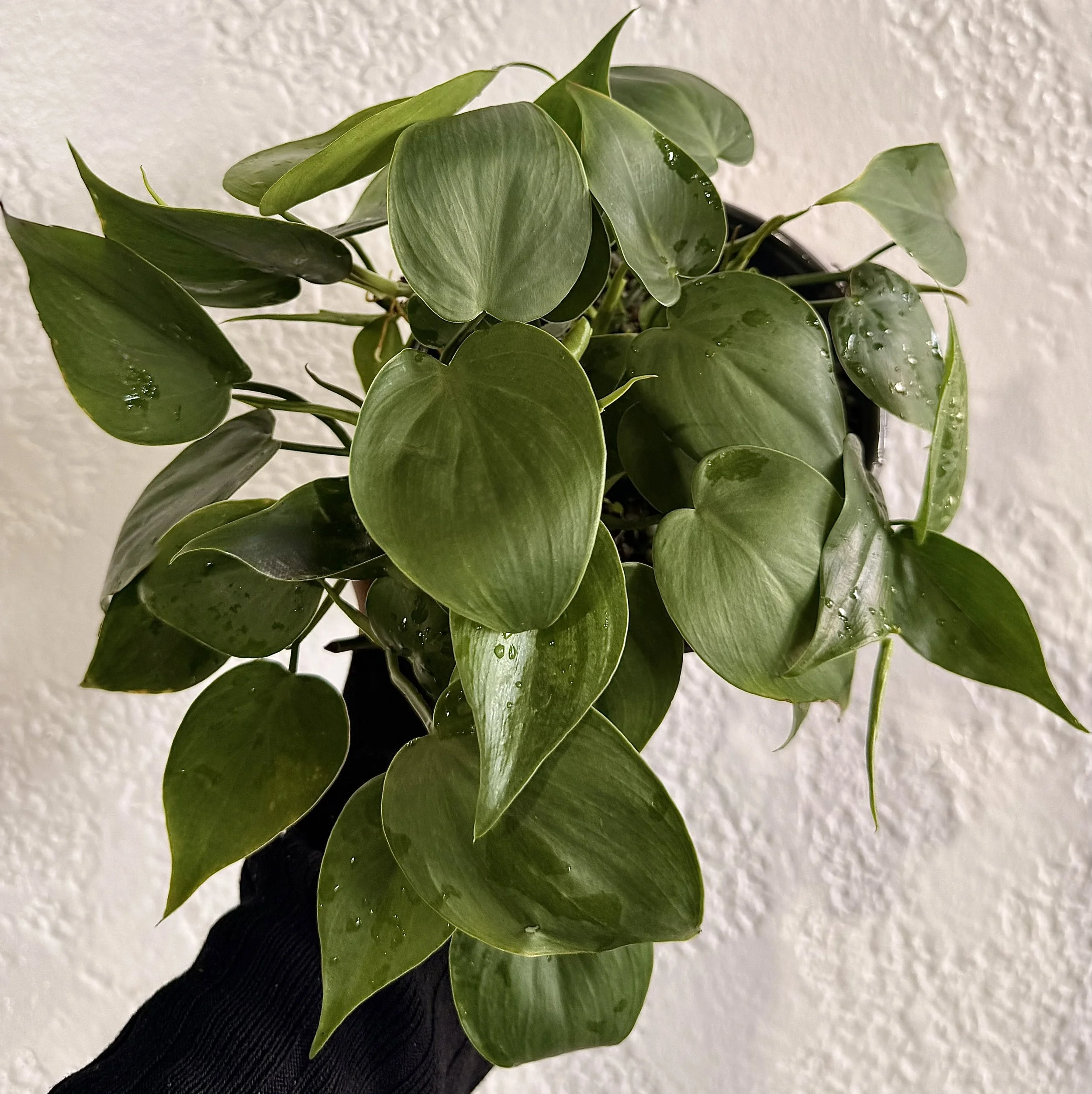 6" Scindapsus Trebuii Moonlight